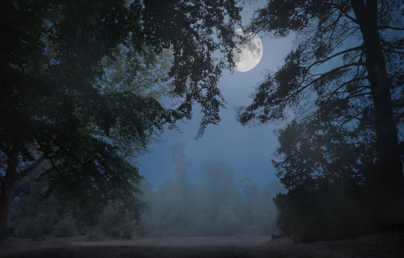 Forest Full Moon Wallpapers