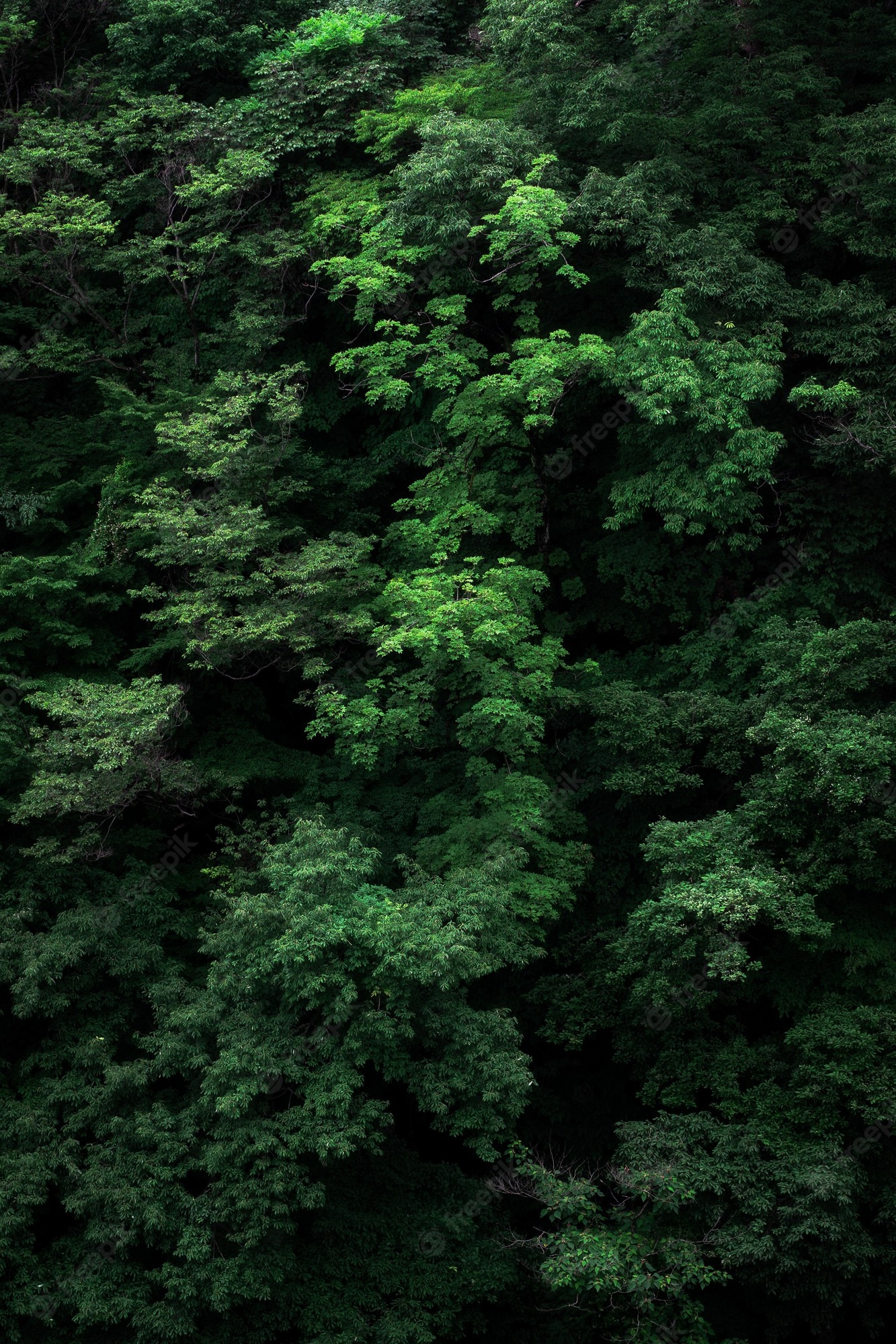 Forest Green Background