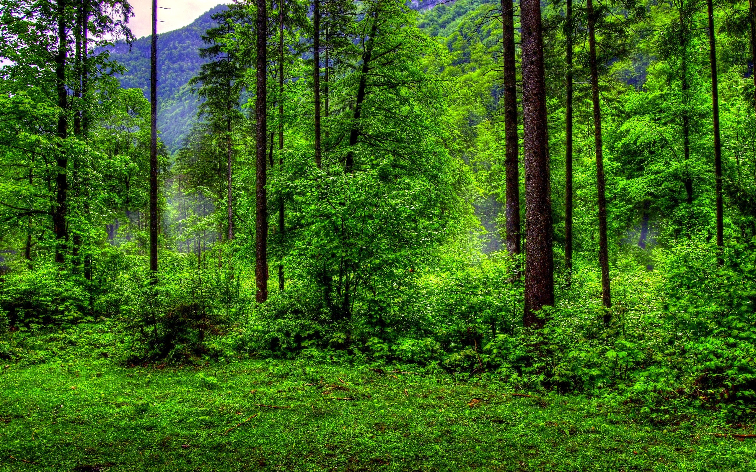 Forest Green Background