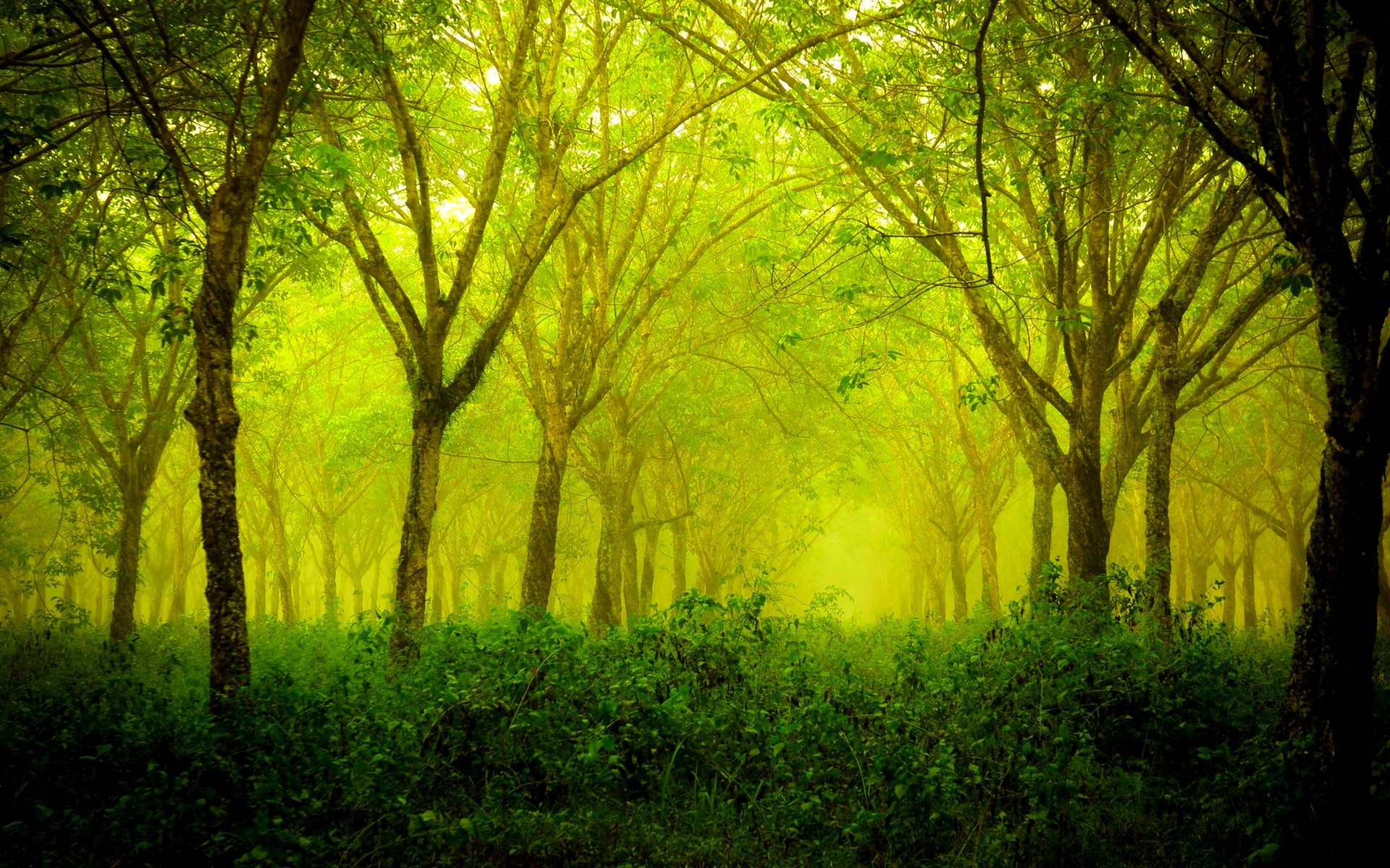 Forest Green Background