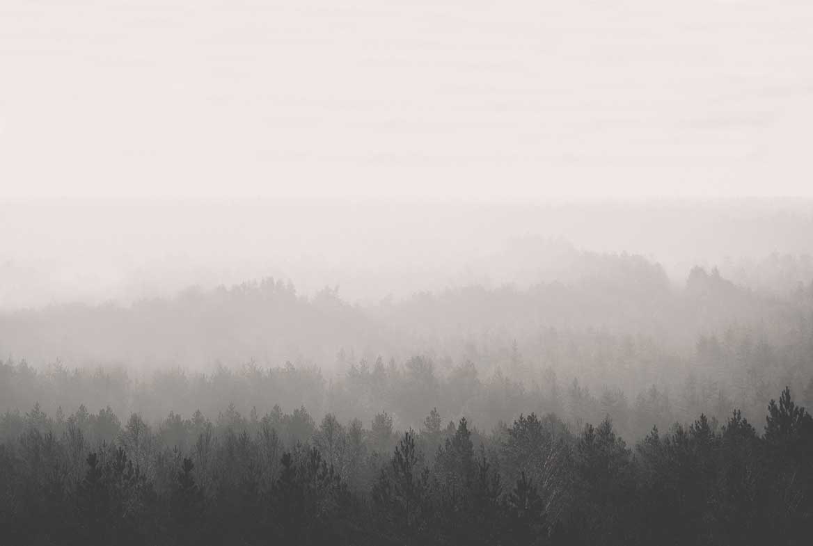 Forest Grey Wallpapers