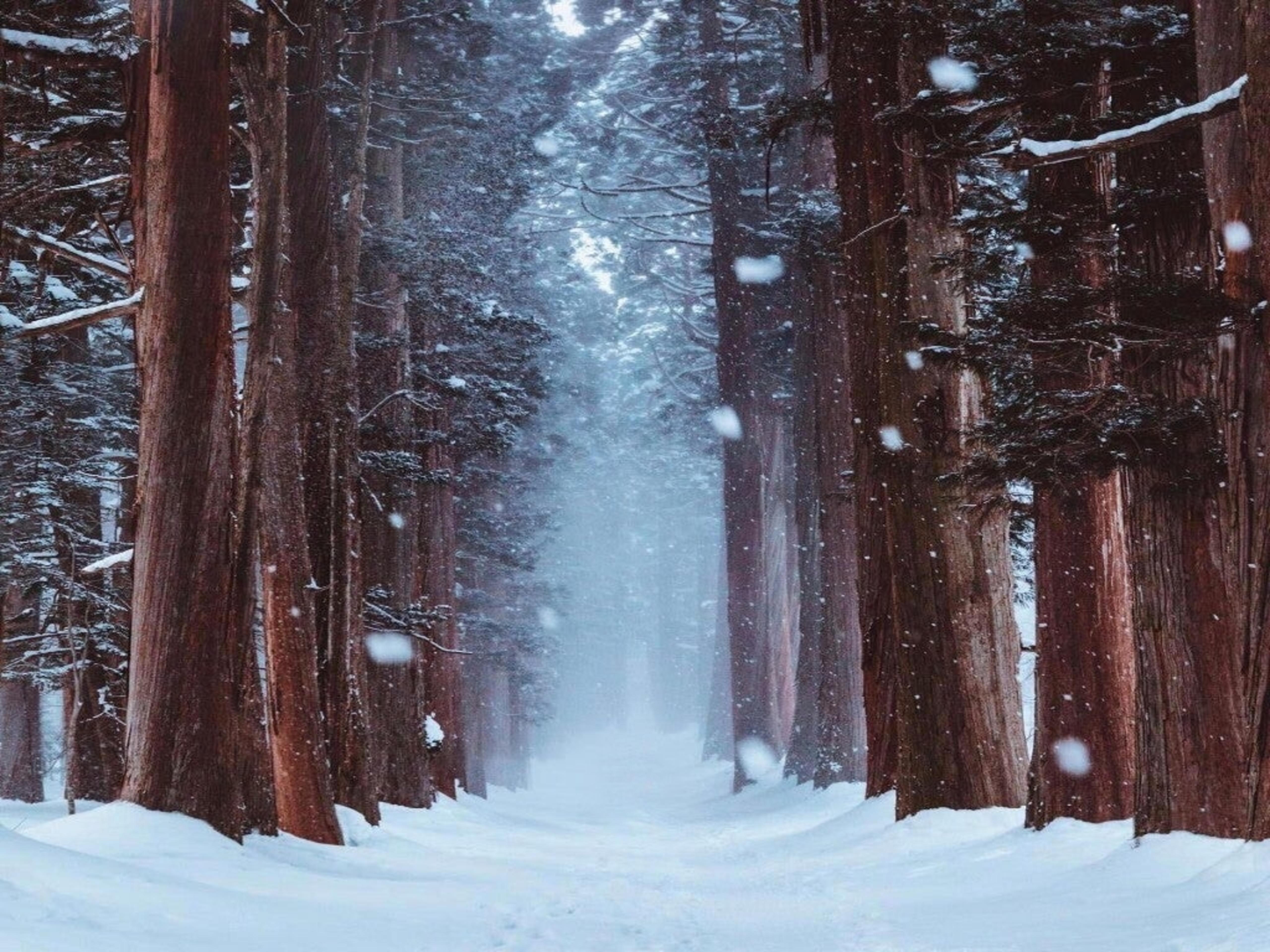 Forest House Covered In Snow 4K Wallpapers