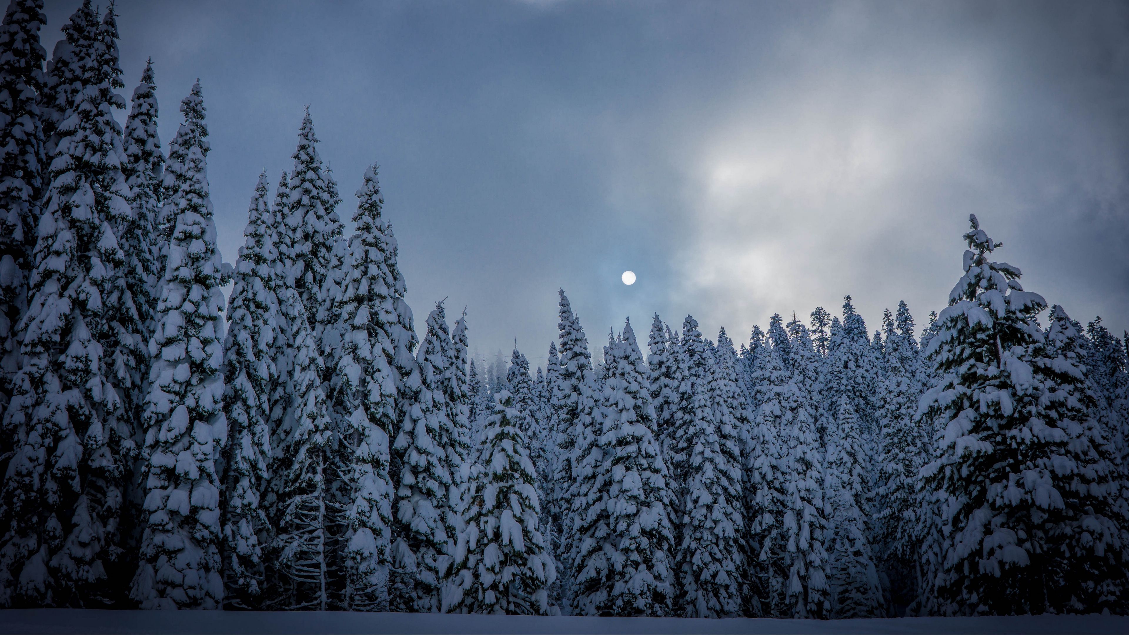 Forest House Covered In Snow 4K Wallpapers