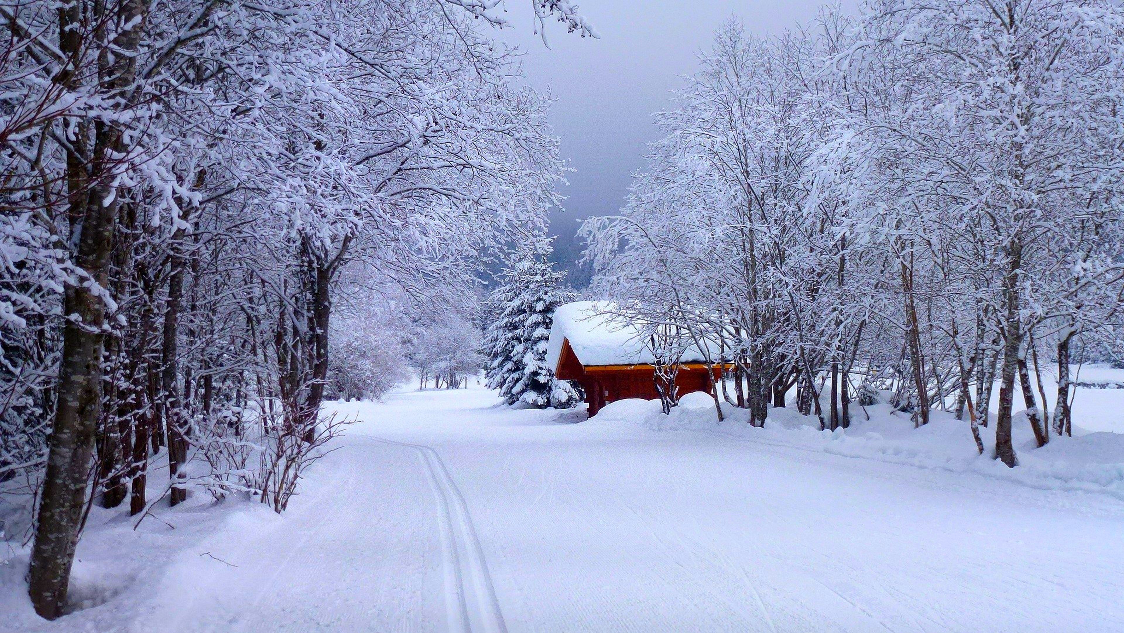 Forest House Covered In Snow 4K Wallpapers