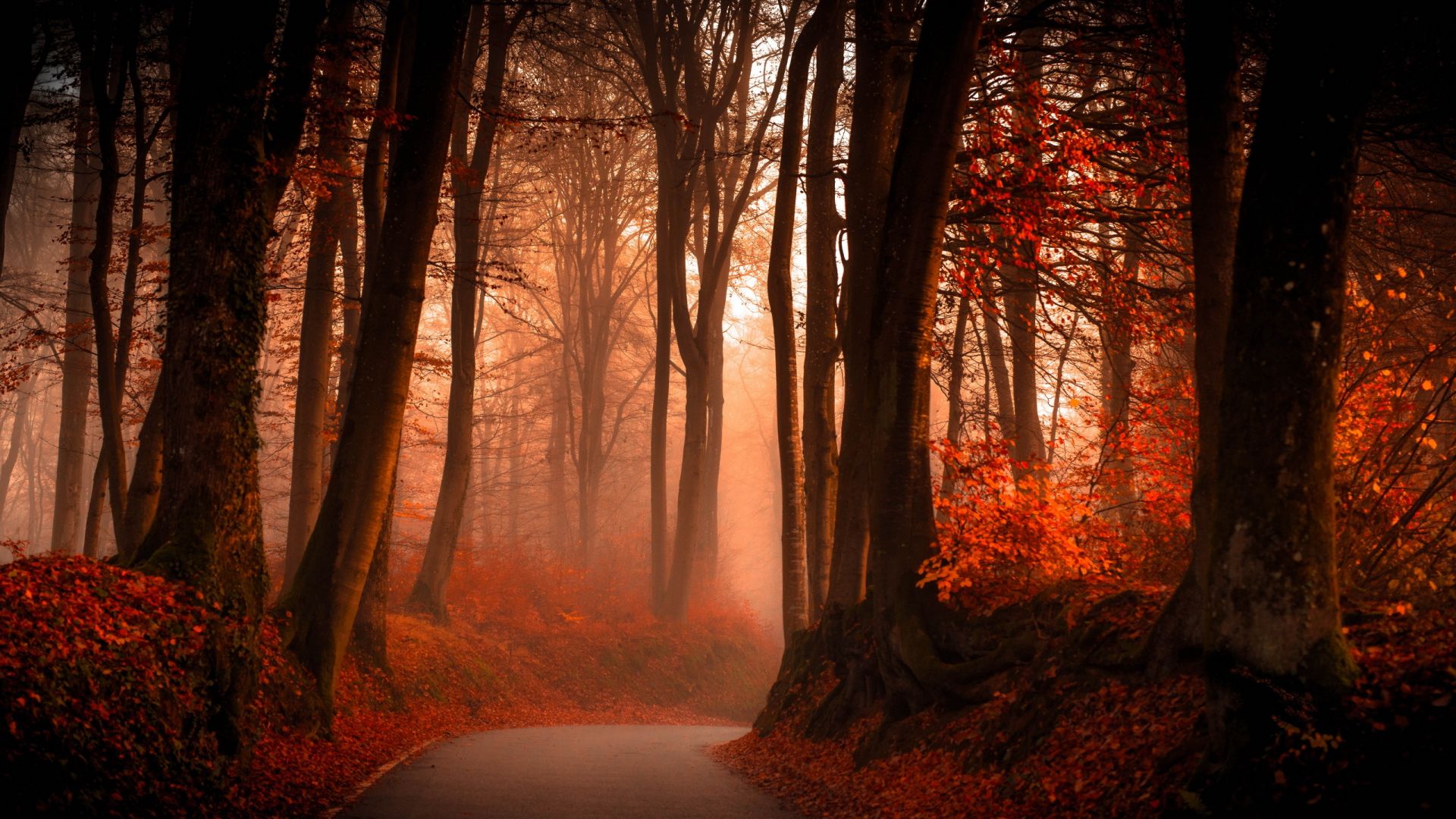 Forest In Autumn Wallpapers