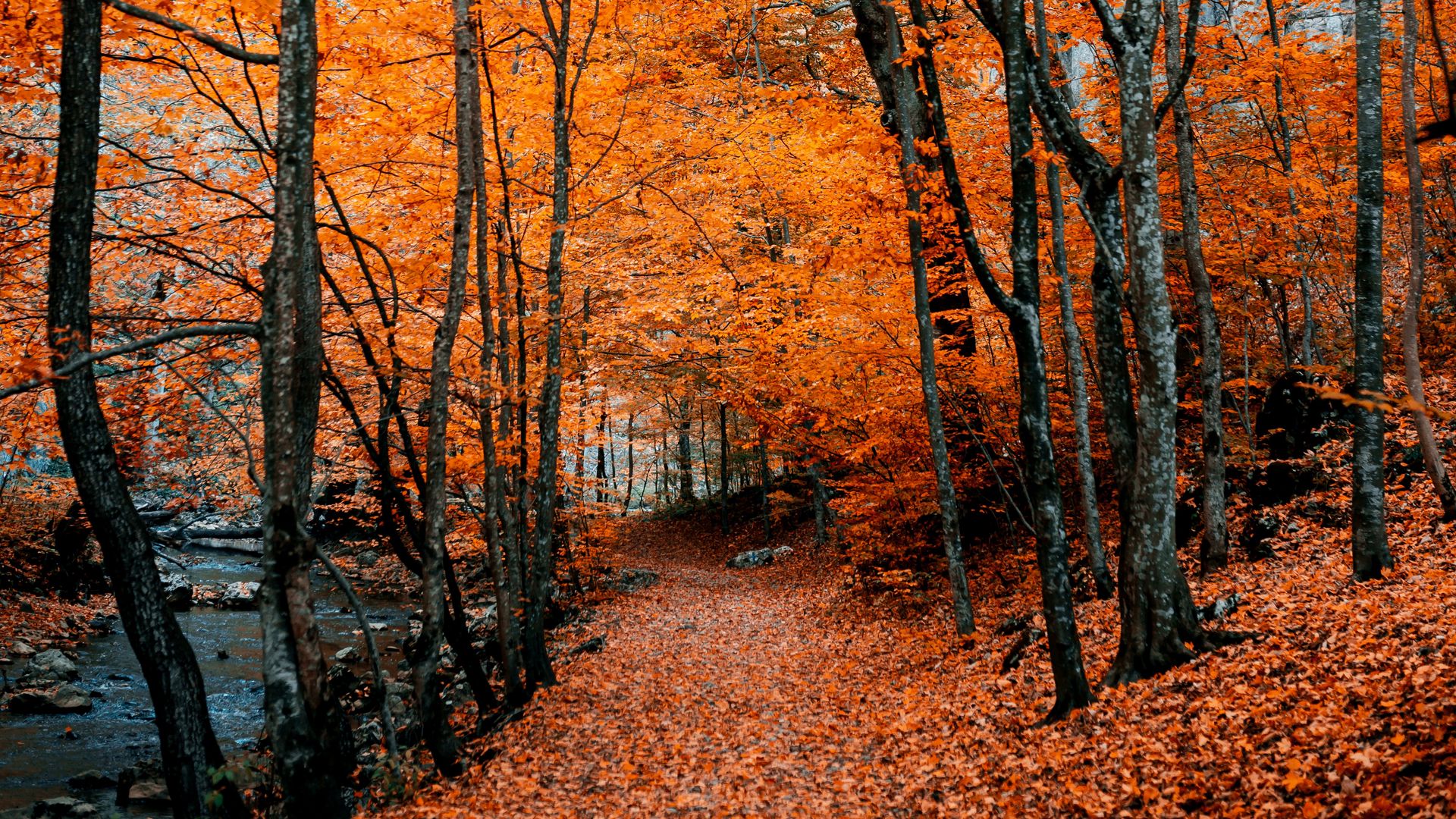 Forest In Autumn Wallpapers