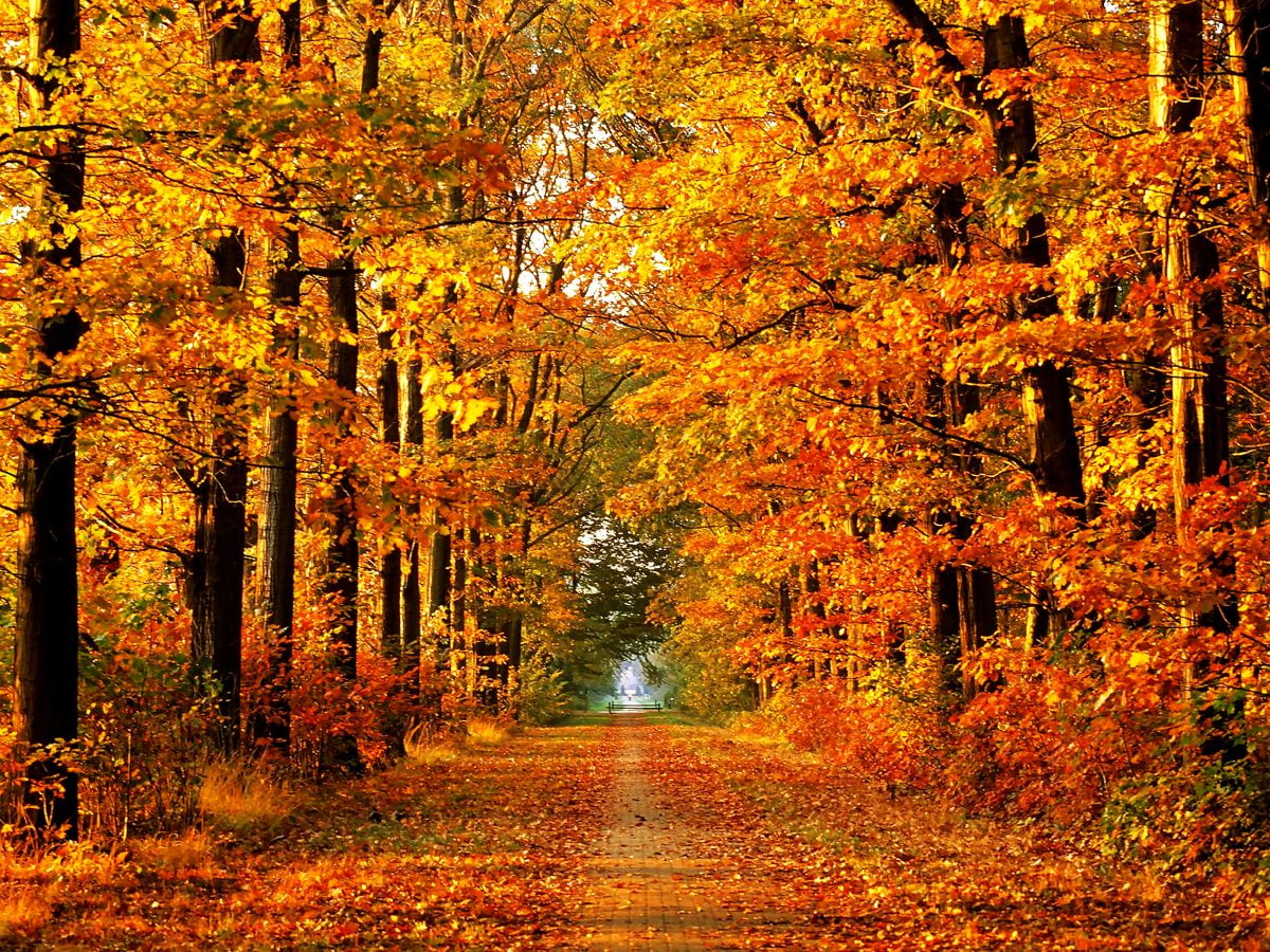 Forest In Autumn Wallpapers