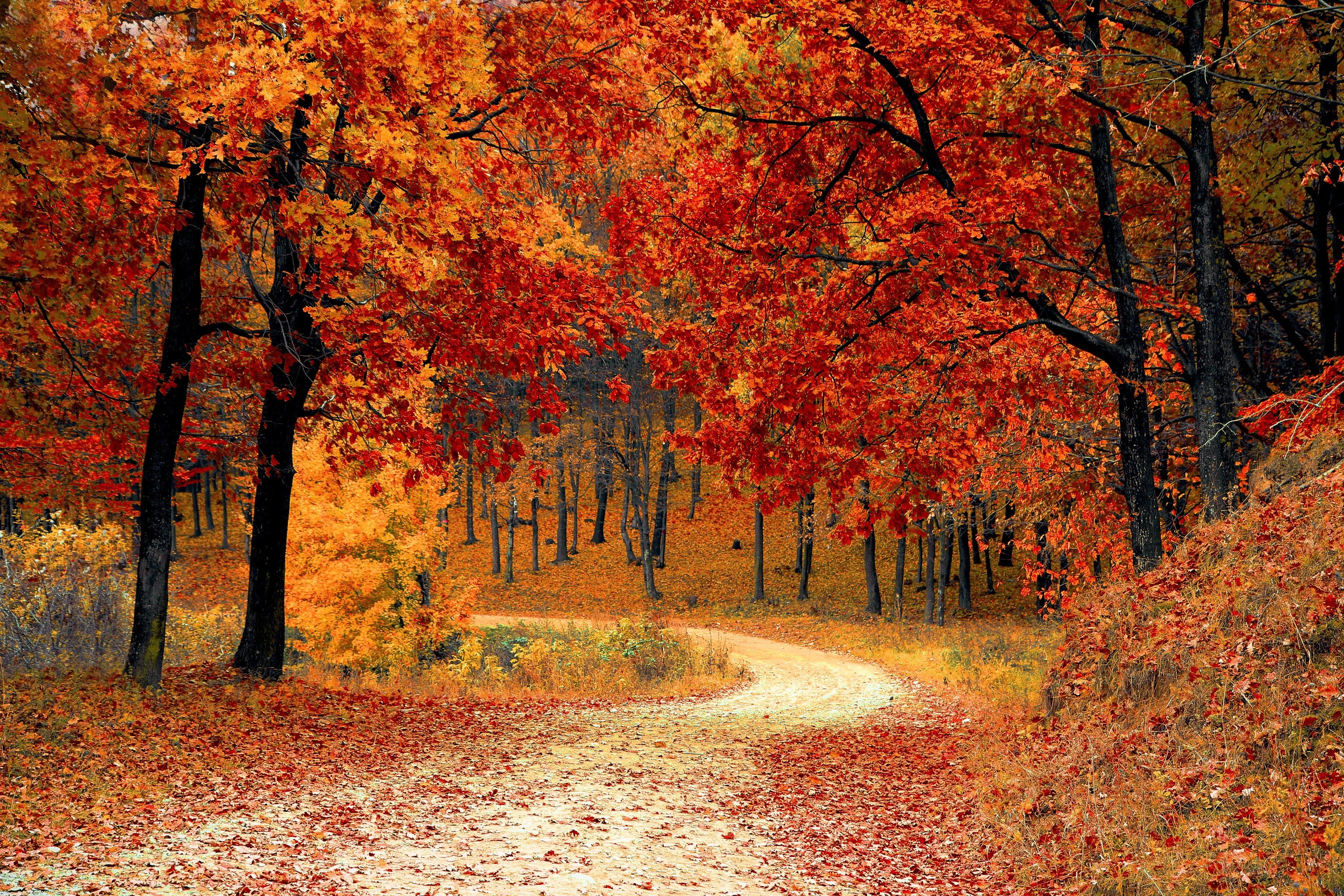 Forest In Autumn Wallpapers