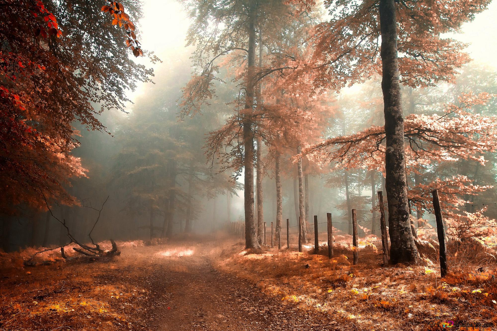 Forest In Autumn Wallpapers