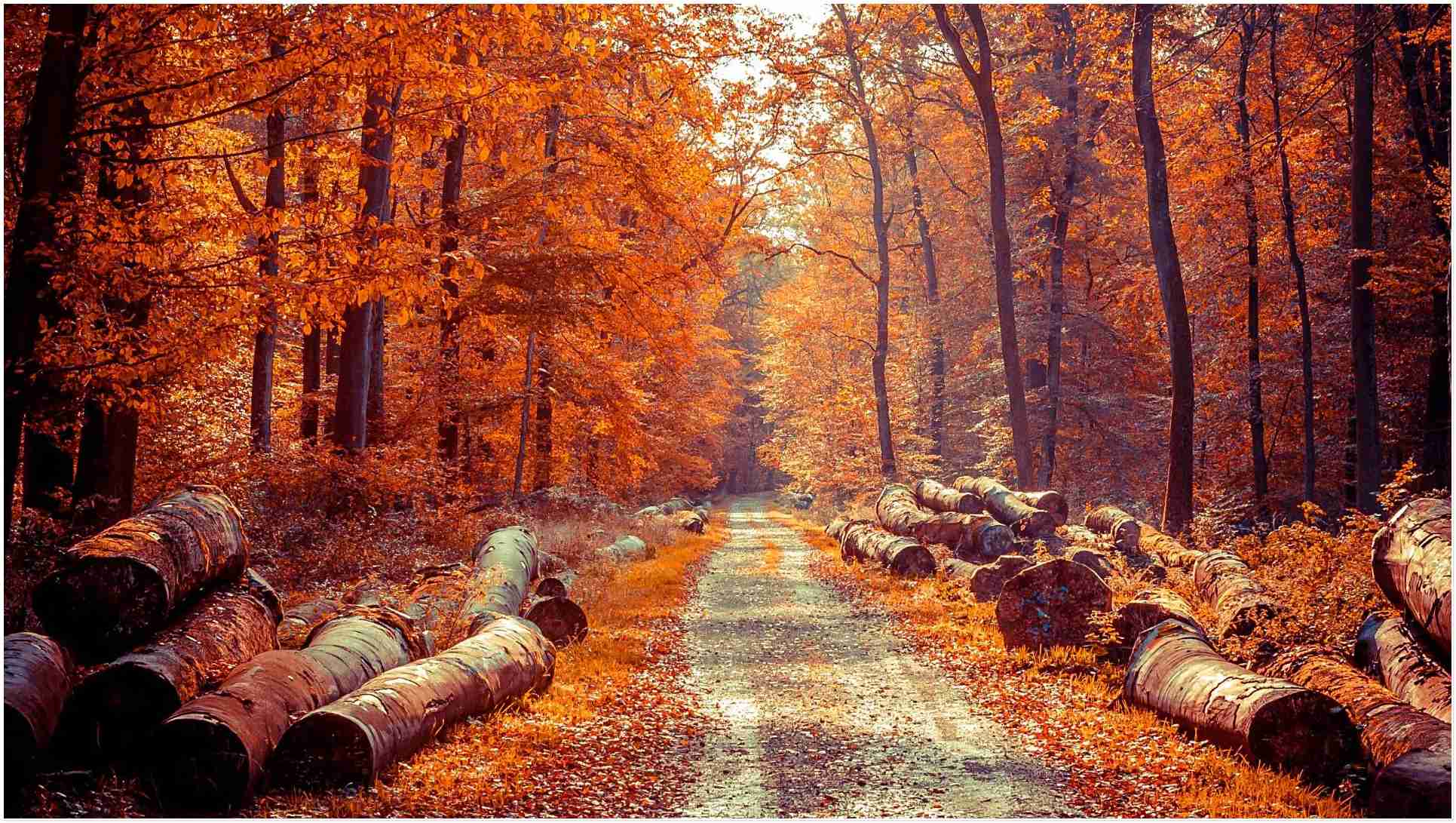 Forest In Autumn Wallpapers