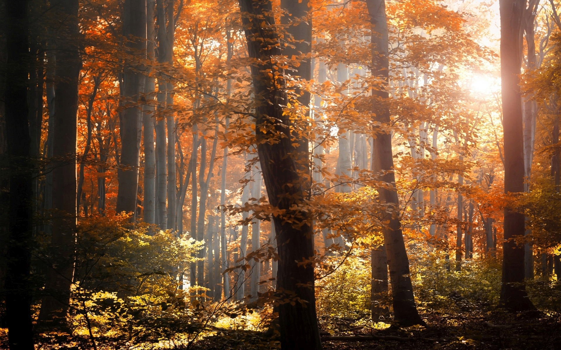 Forest In Autumn Wallpapers