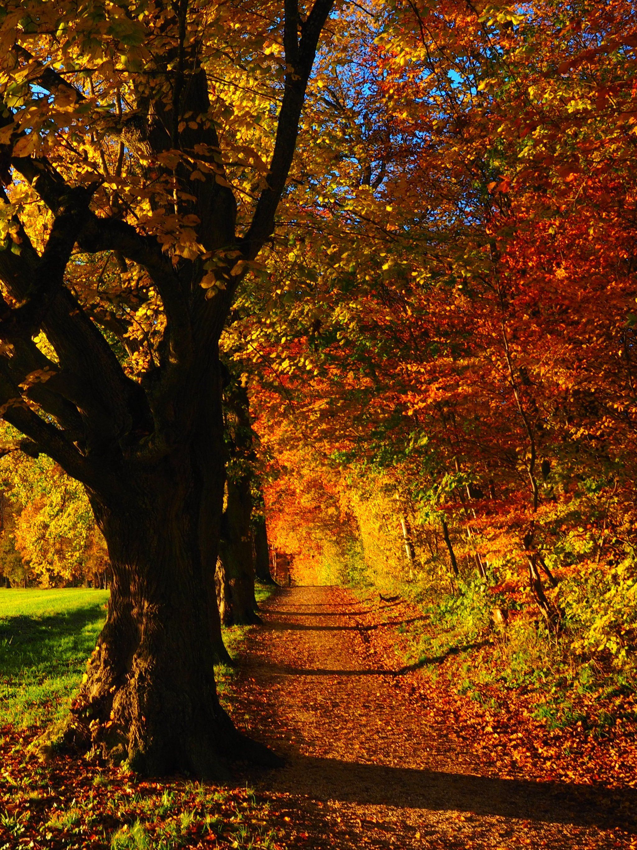 Forest In Autumn Wallpapers