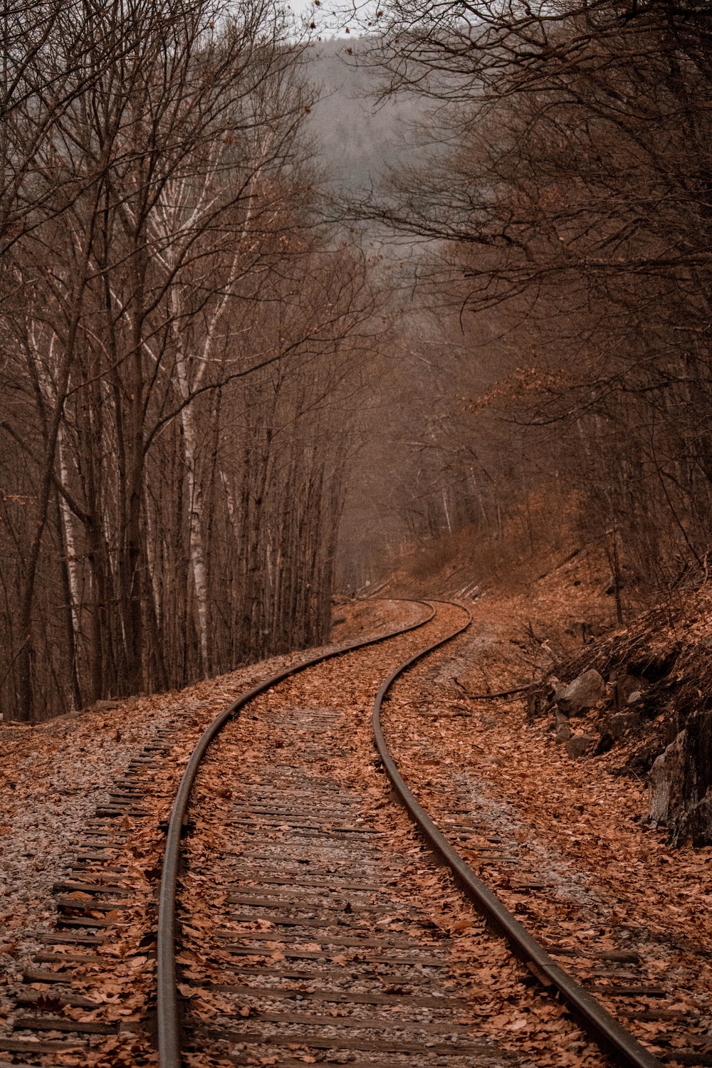 Forest In Autumn Wallpapers