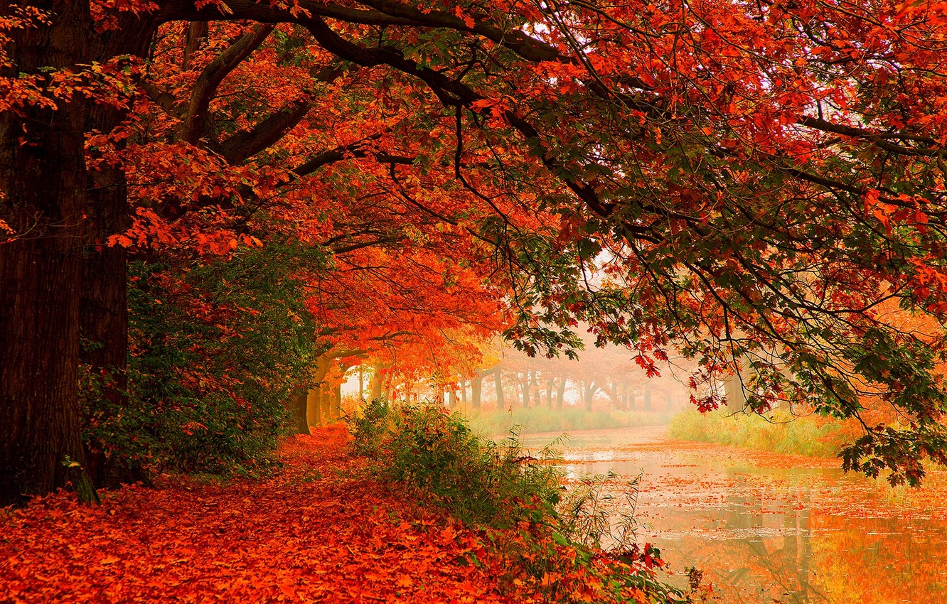 Forest In Autumn Wallpapers