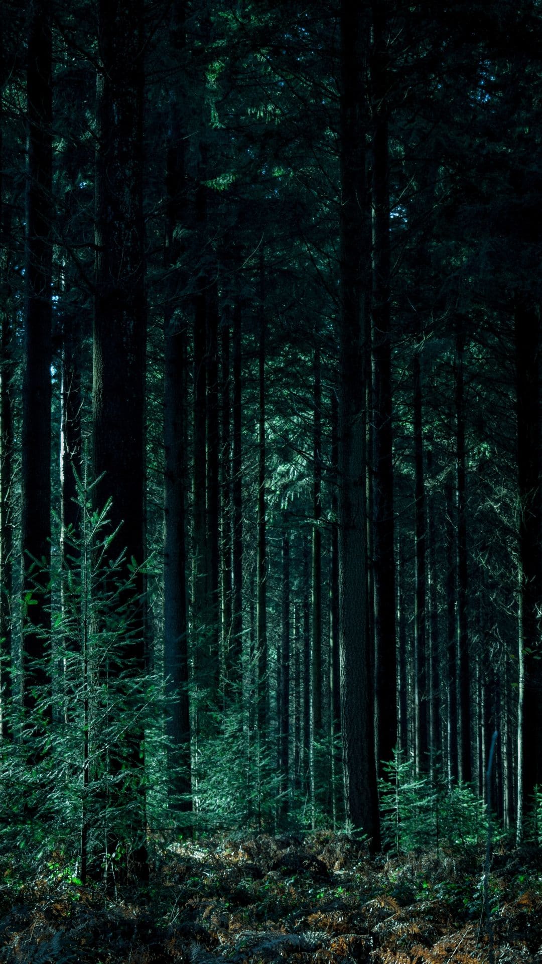 Forest Iphone Wallpapers