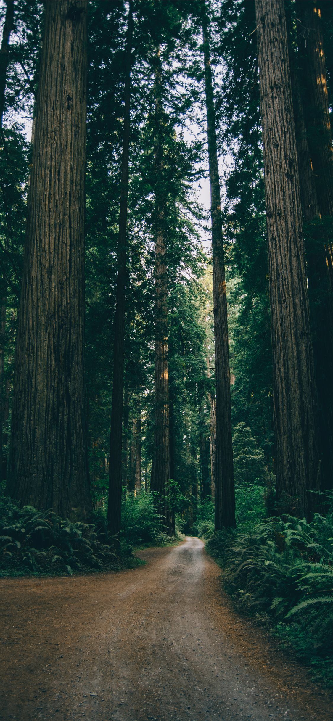 Forest Iphone Wallpapers