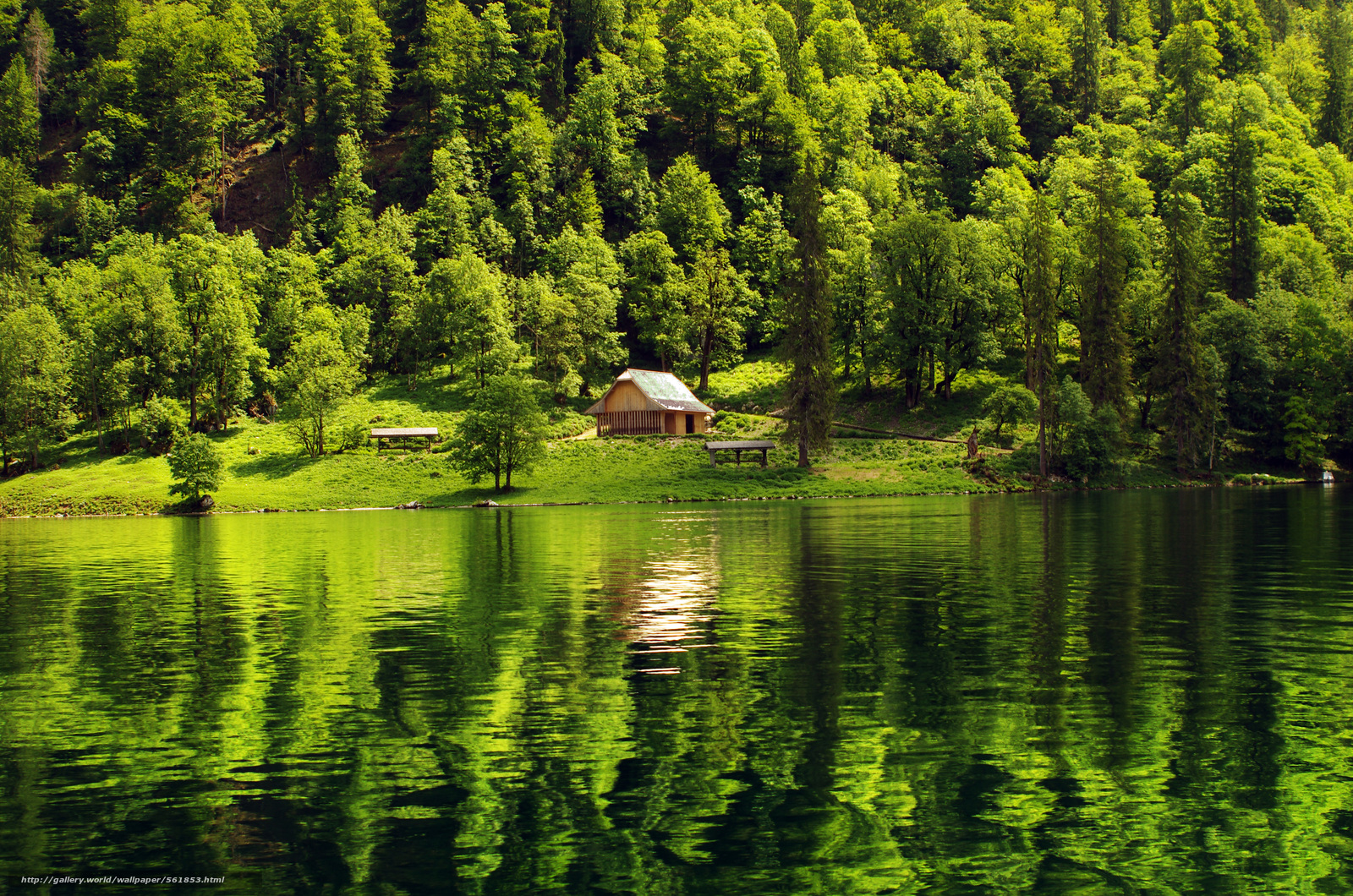 Forest Lake Landscape Wallpapers