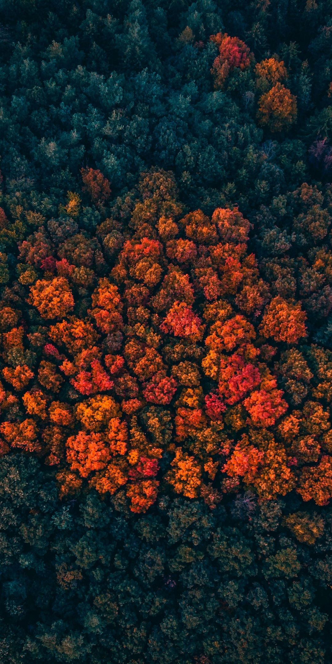 Forest Landscape Hd Aerial View Wallpapers