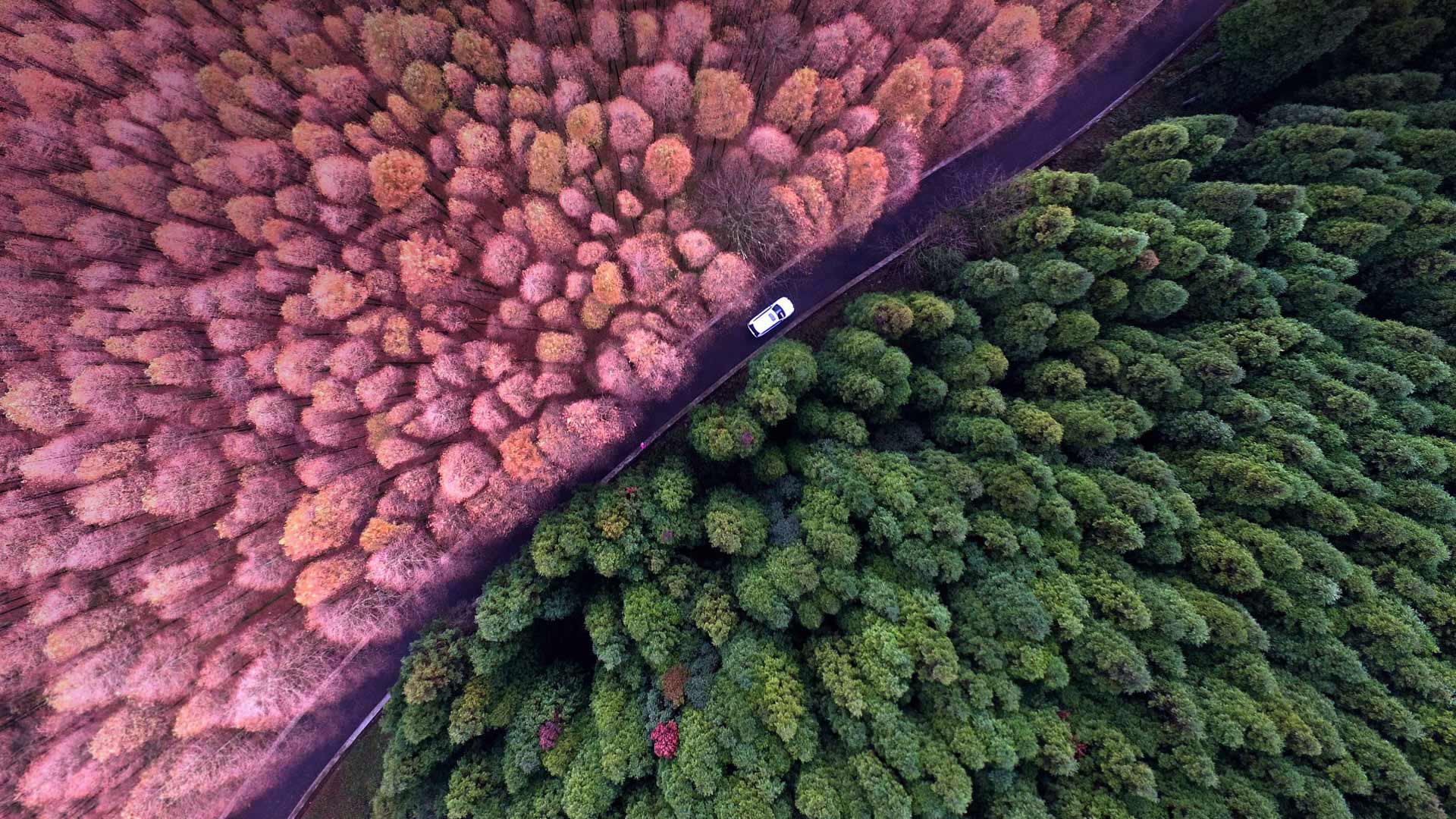 Forest Landscape Hd Aerial View Wallpapers