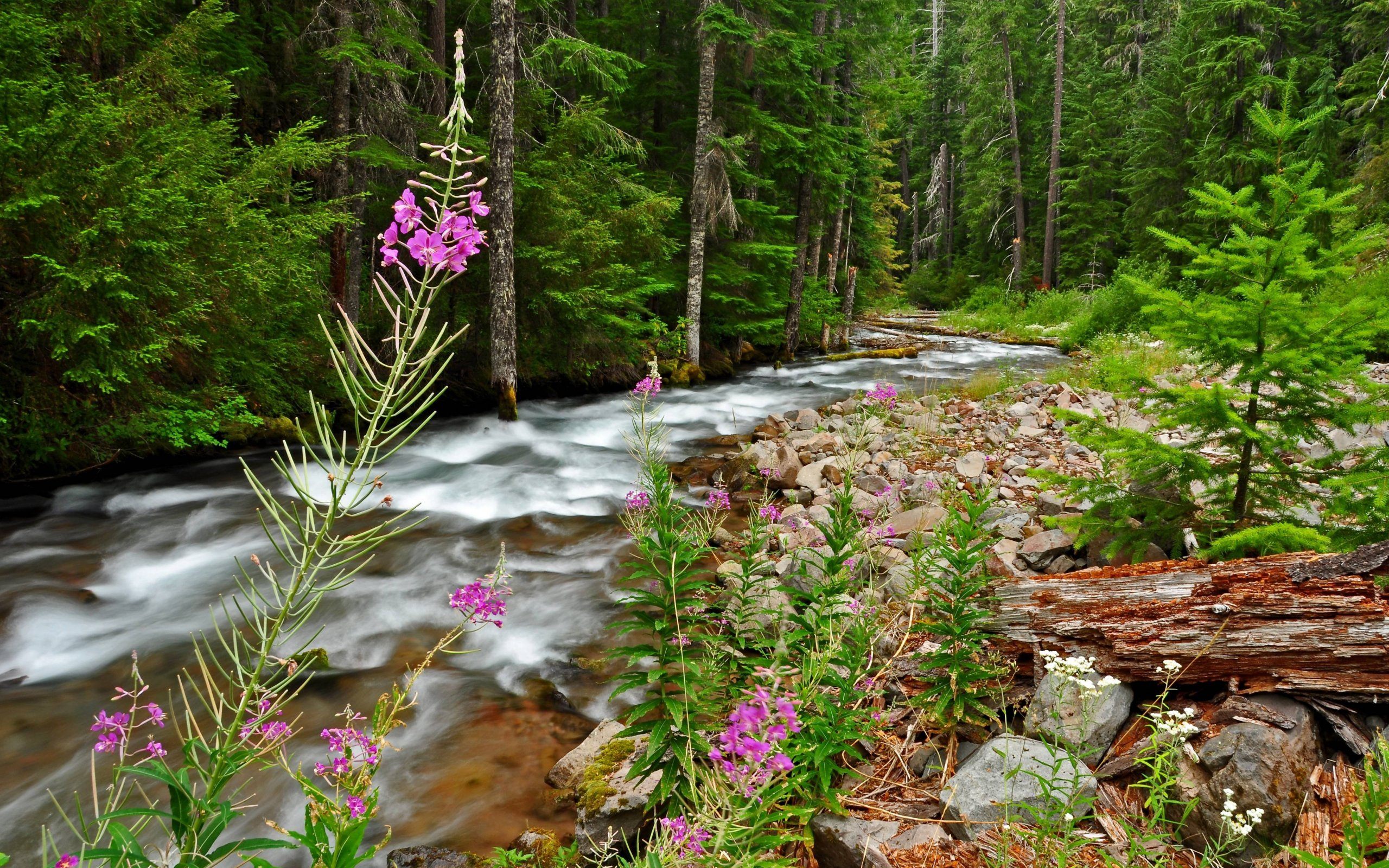 Forest Landscape Wallpapers