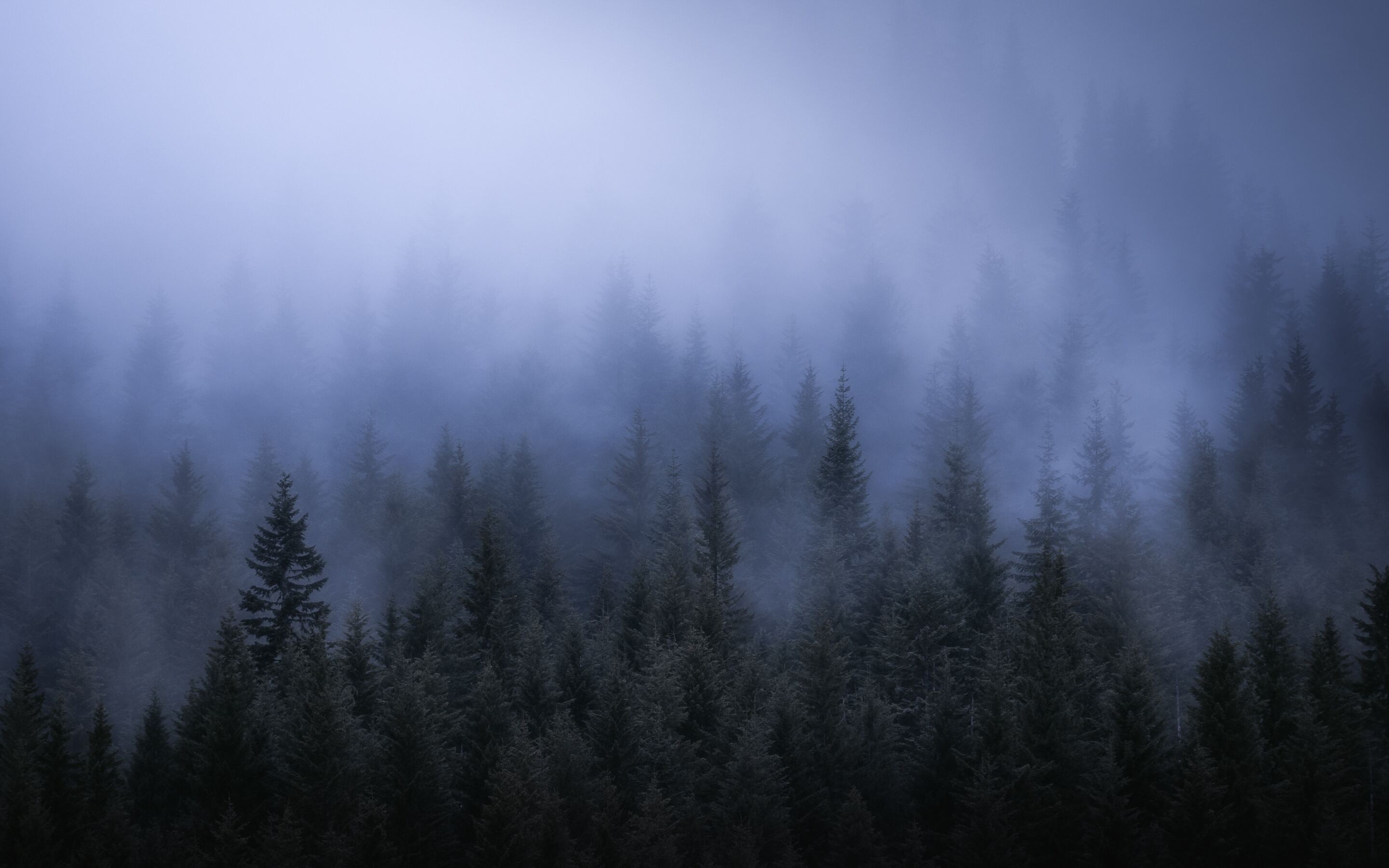 Forest Mac Wallpapers