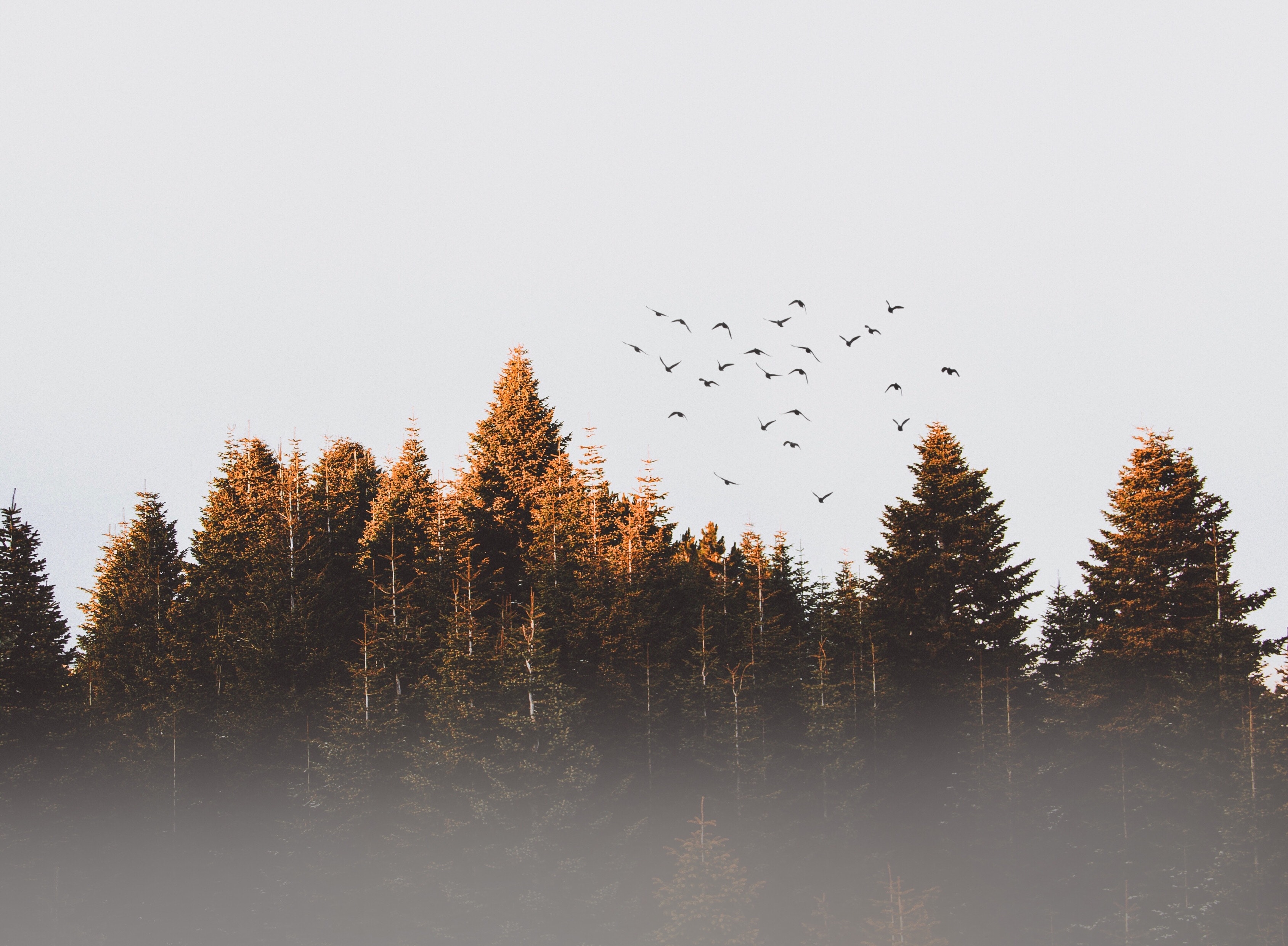 Forest Mac Wallpapers