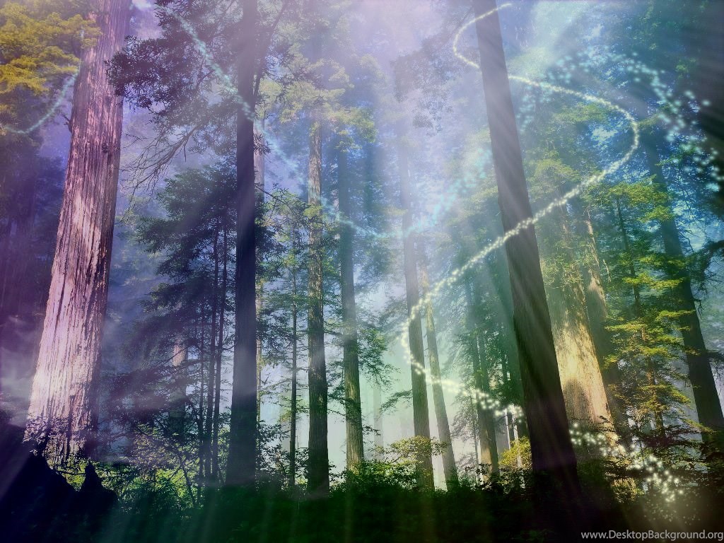 Forest Magic Wallpapers