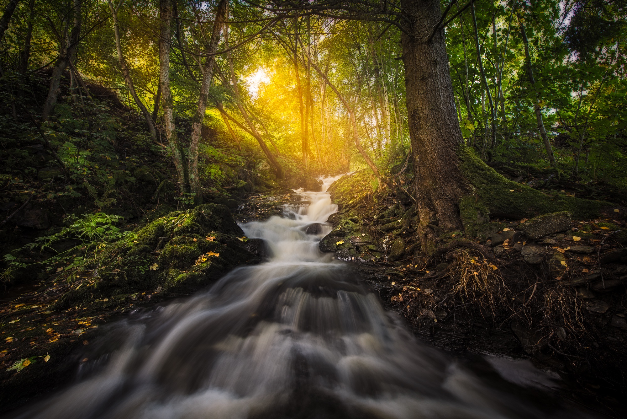 Forest Nature Sunbeam Trees Reflection Wallpapers