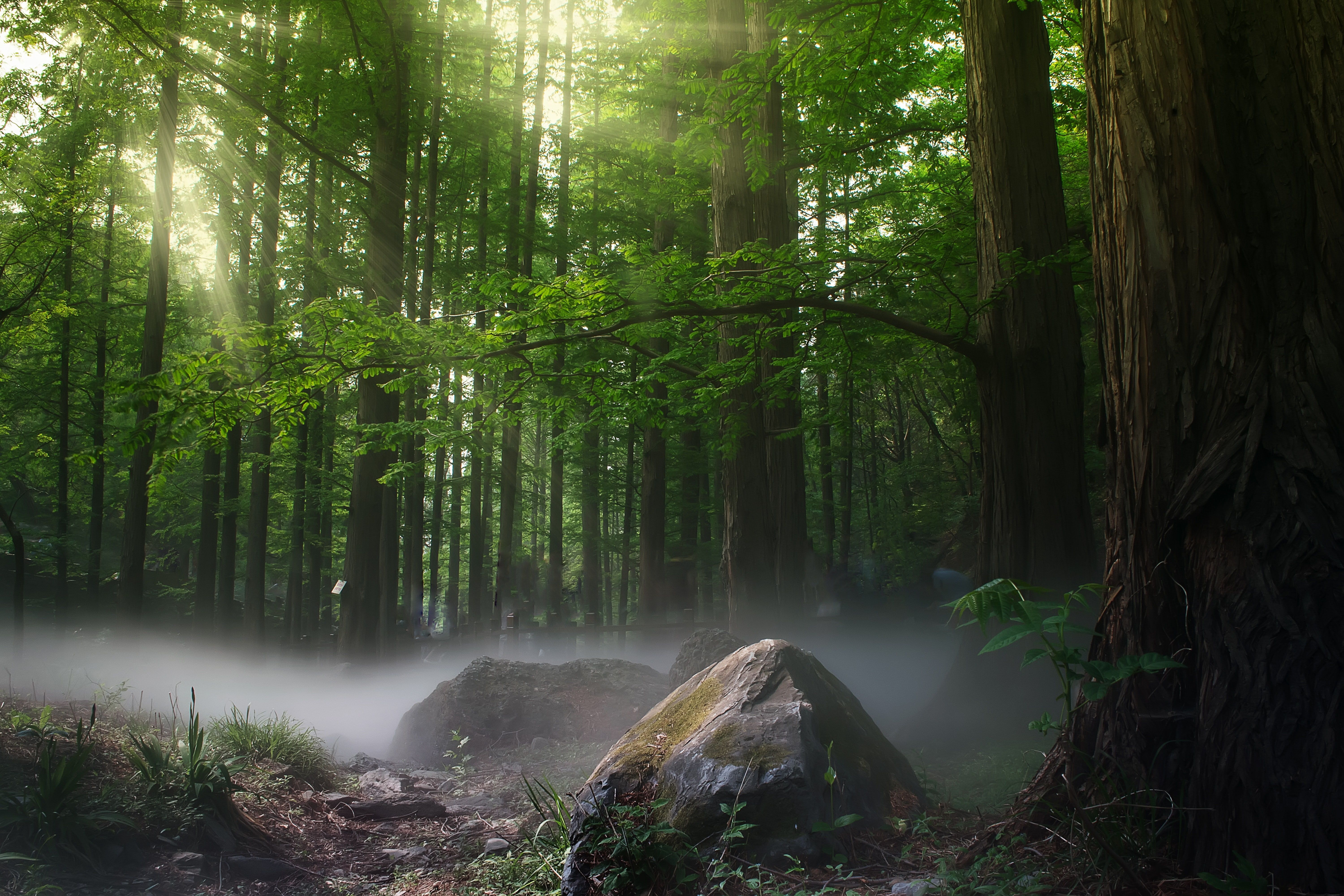 Forest Nature Sunbeam Trees Reflection Wallpapers