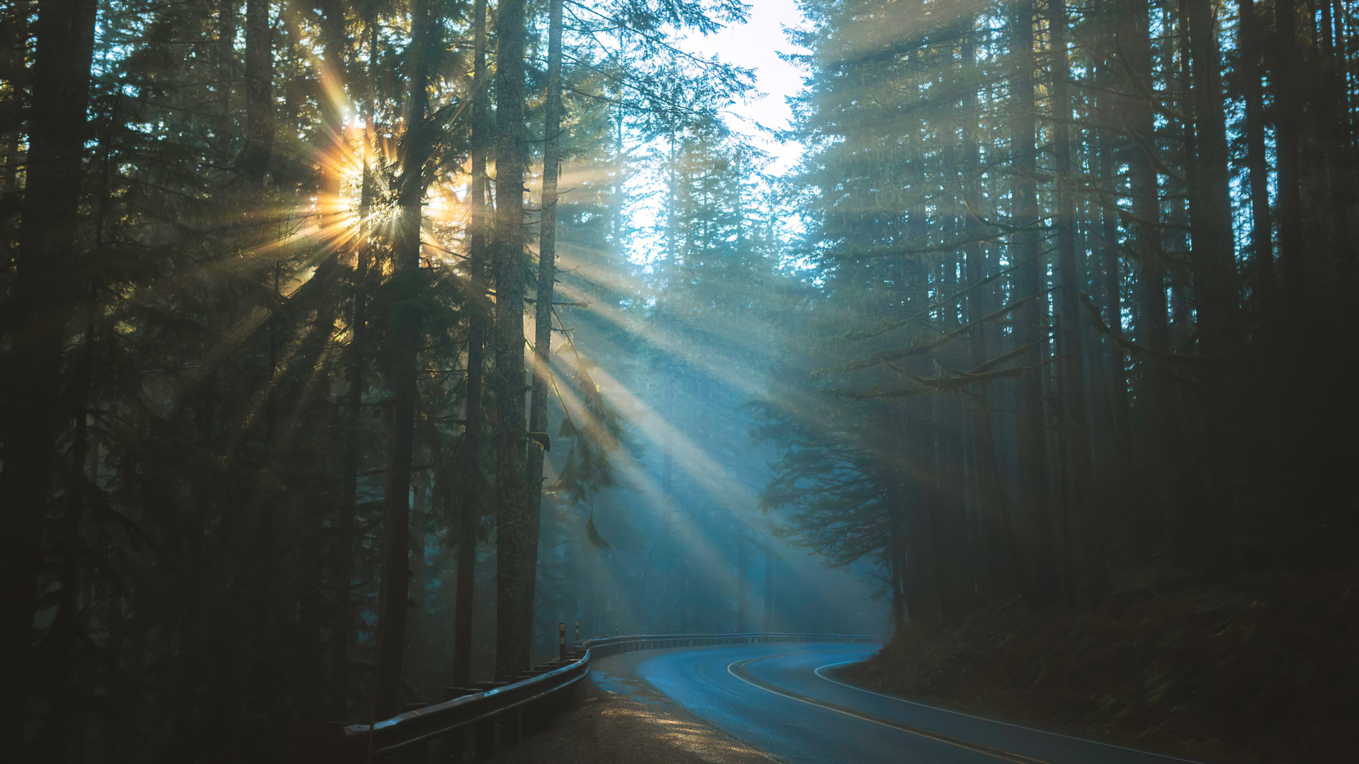 Forest Nature Sunbeam Trees Reflection Wallpapers