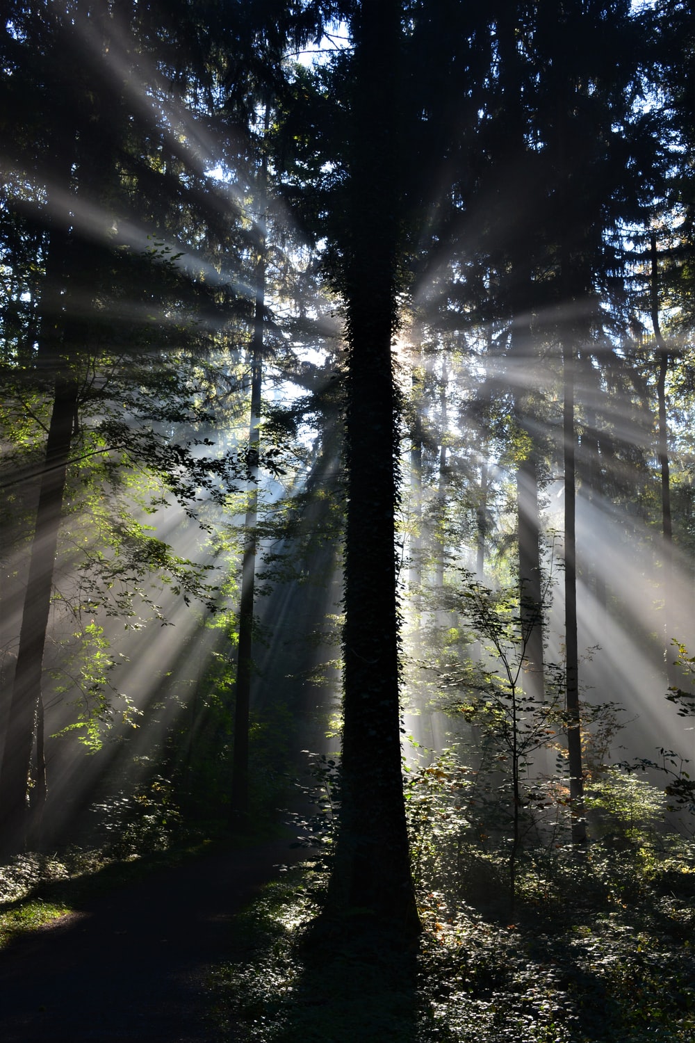 Forest Nature Sunbeam Trees Reflection Wallpapers