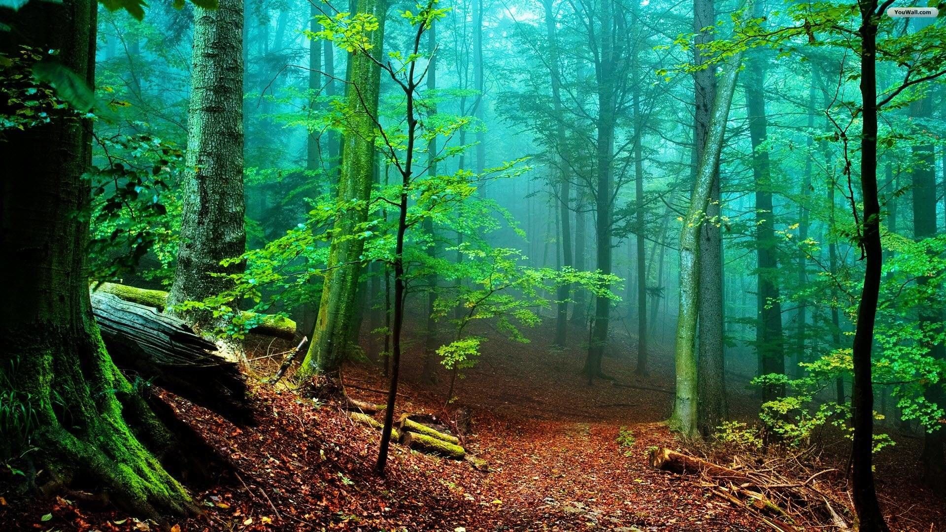 Forest Nature Wallpapers