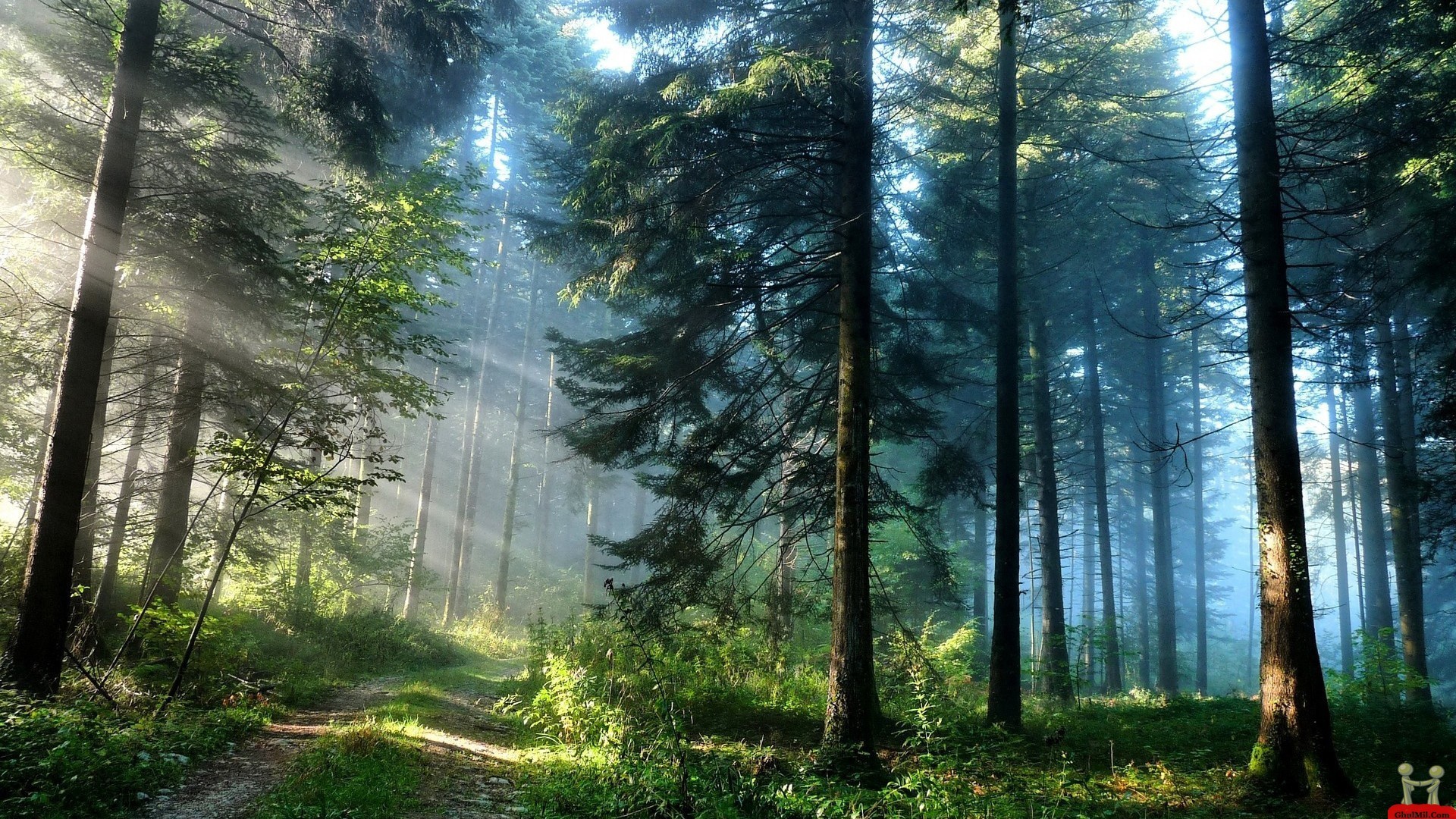 Forest Nature Wallpapers