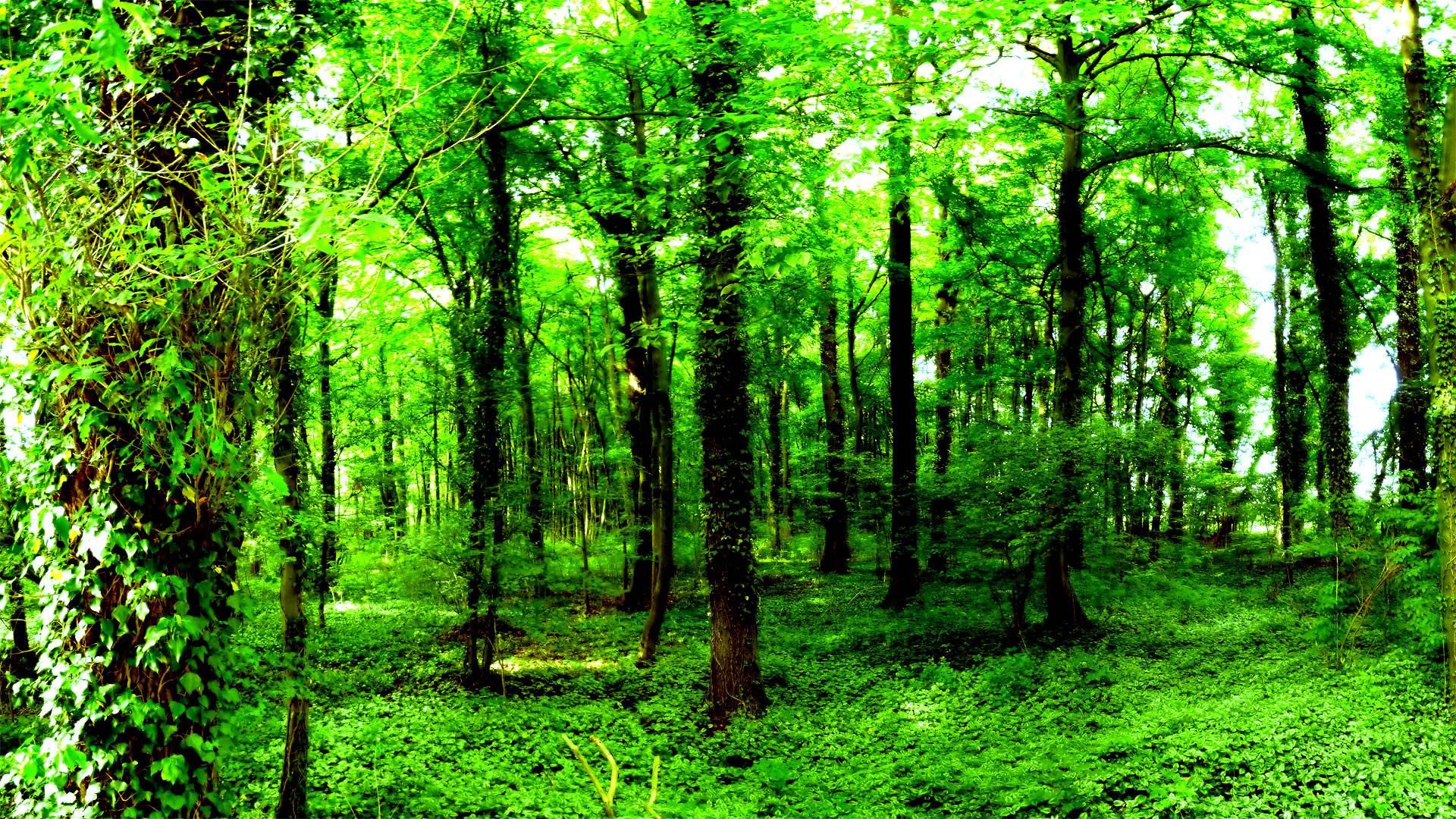 Forest Nature Wallpapers