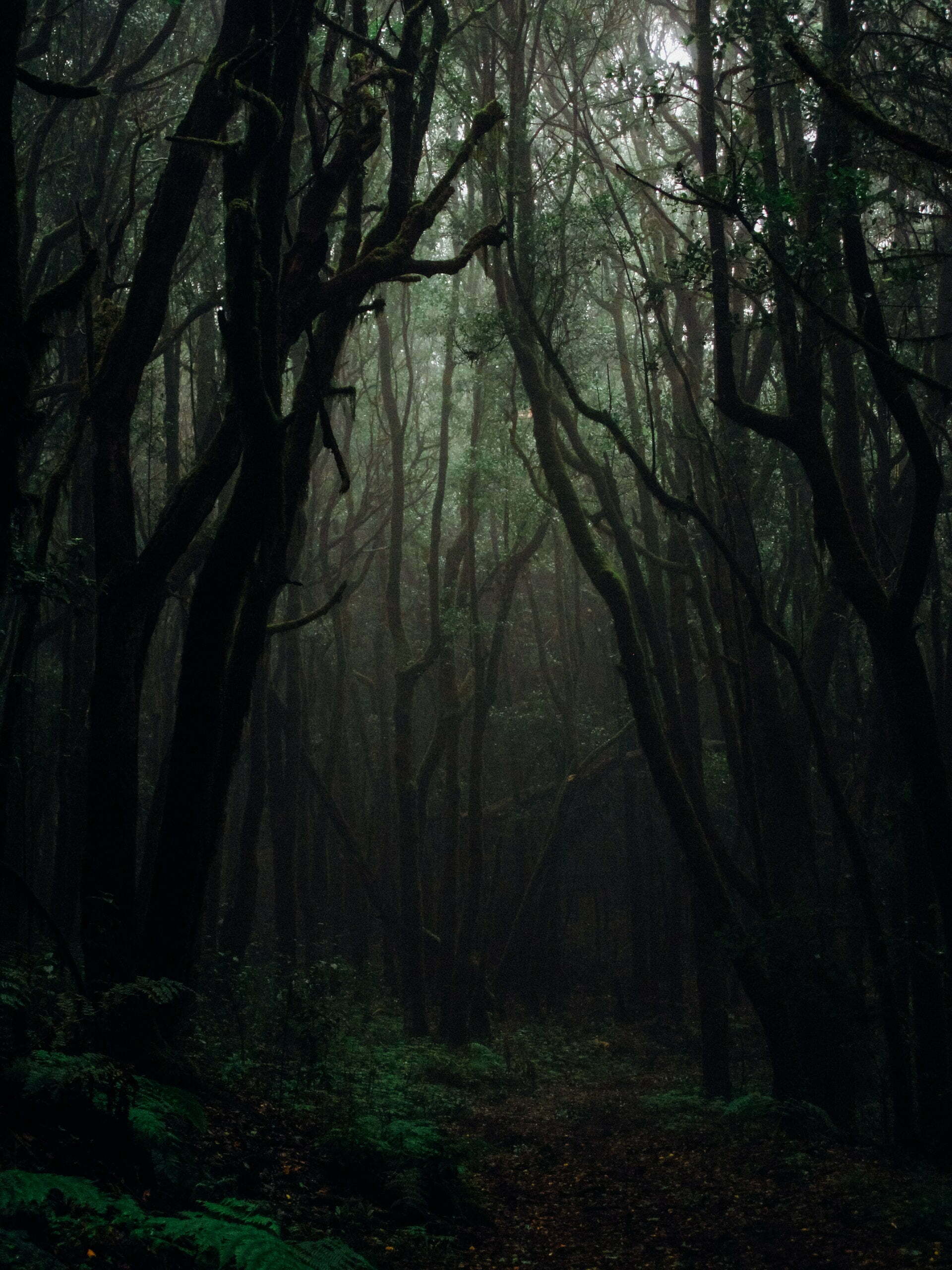 Forest Phone Background