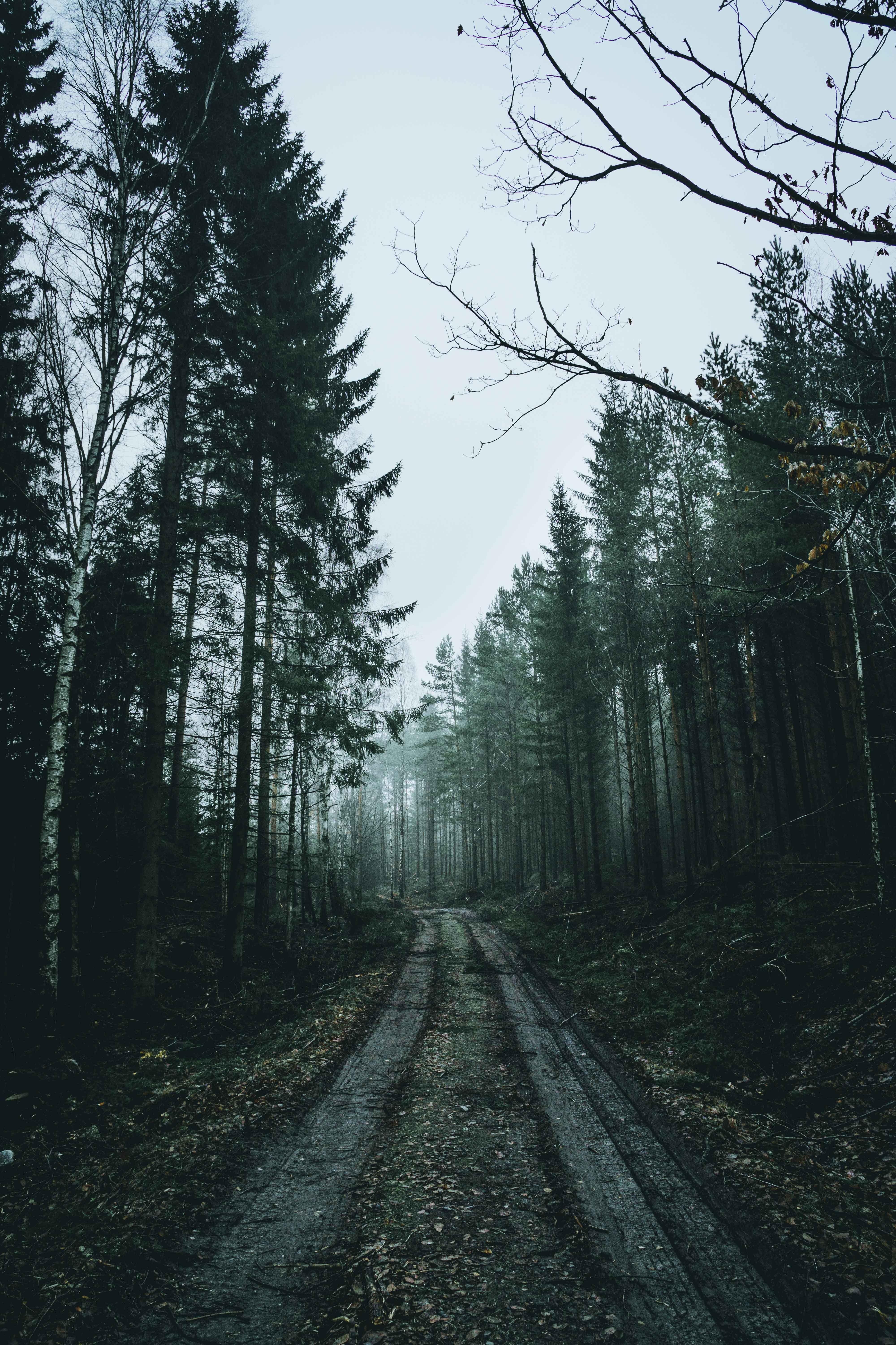 Forest Phone Wallpapers