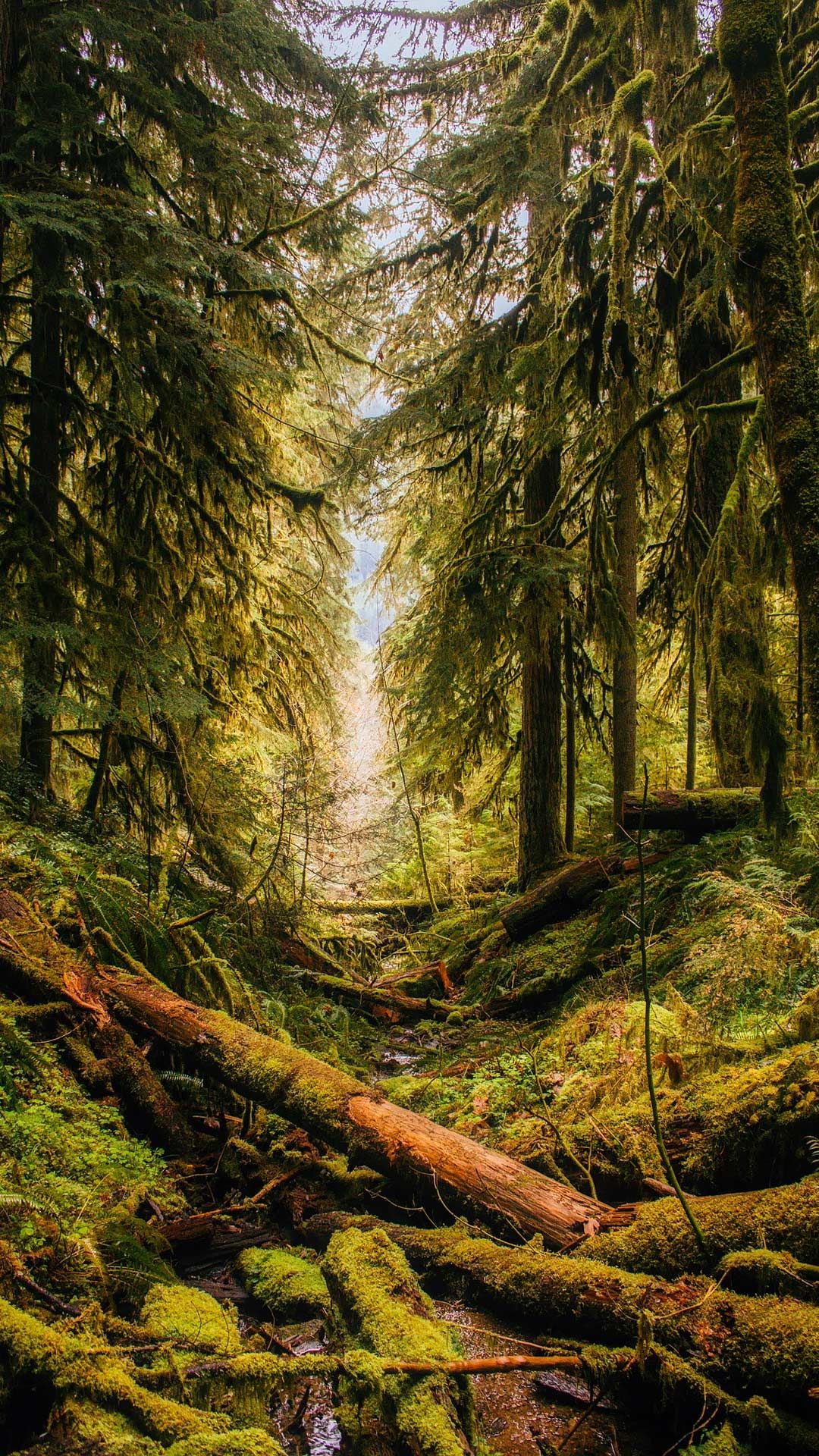 Forest Phone Wallpapers