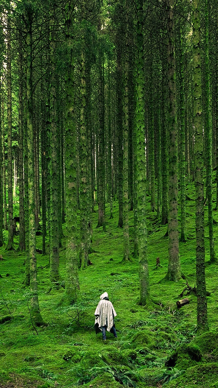 Forest Phone Wallpapers