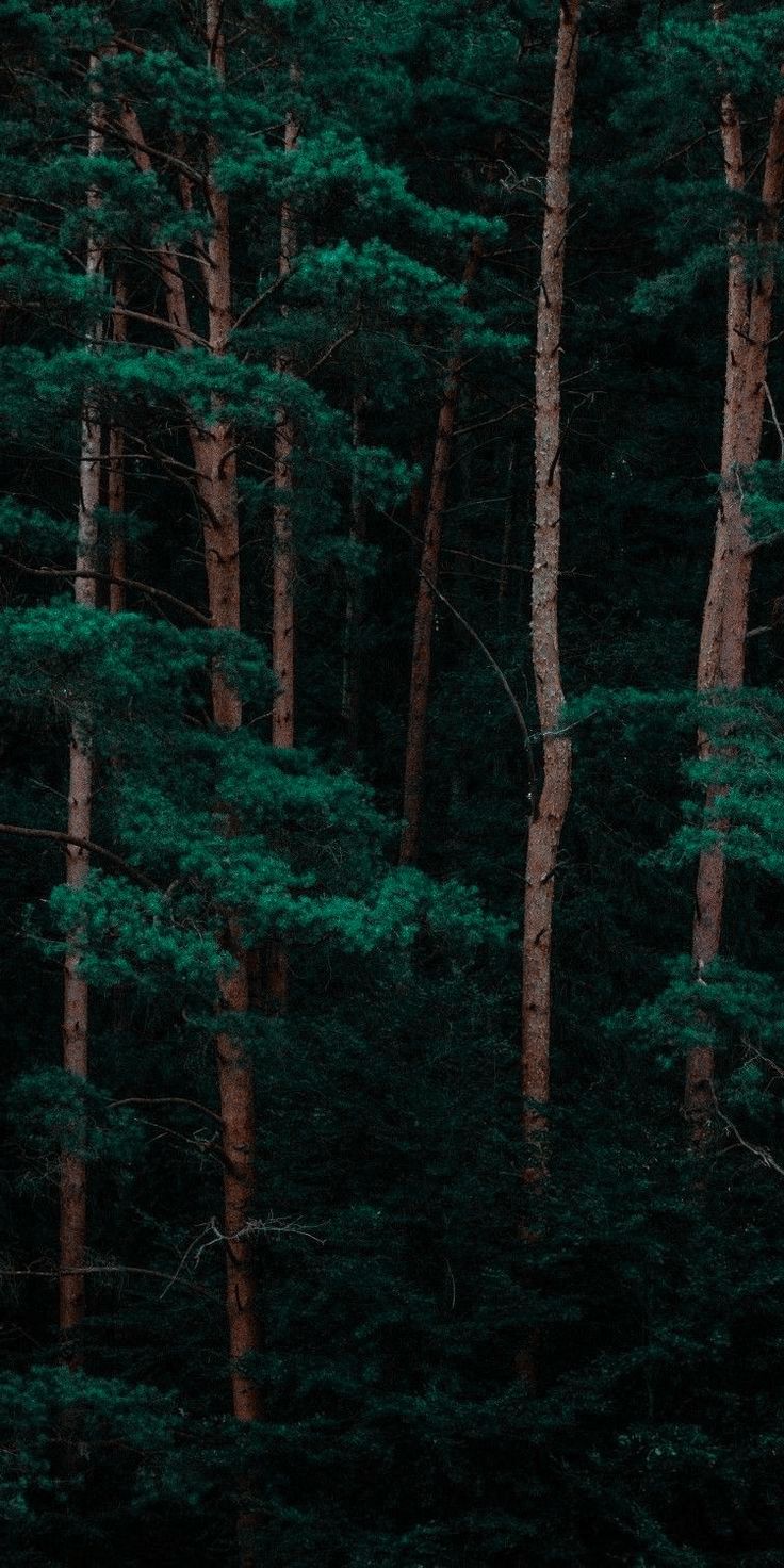 Forest Phone Wallpapers