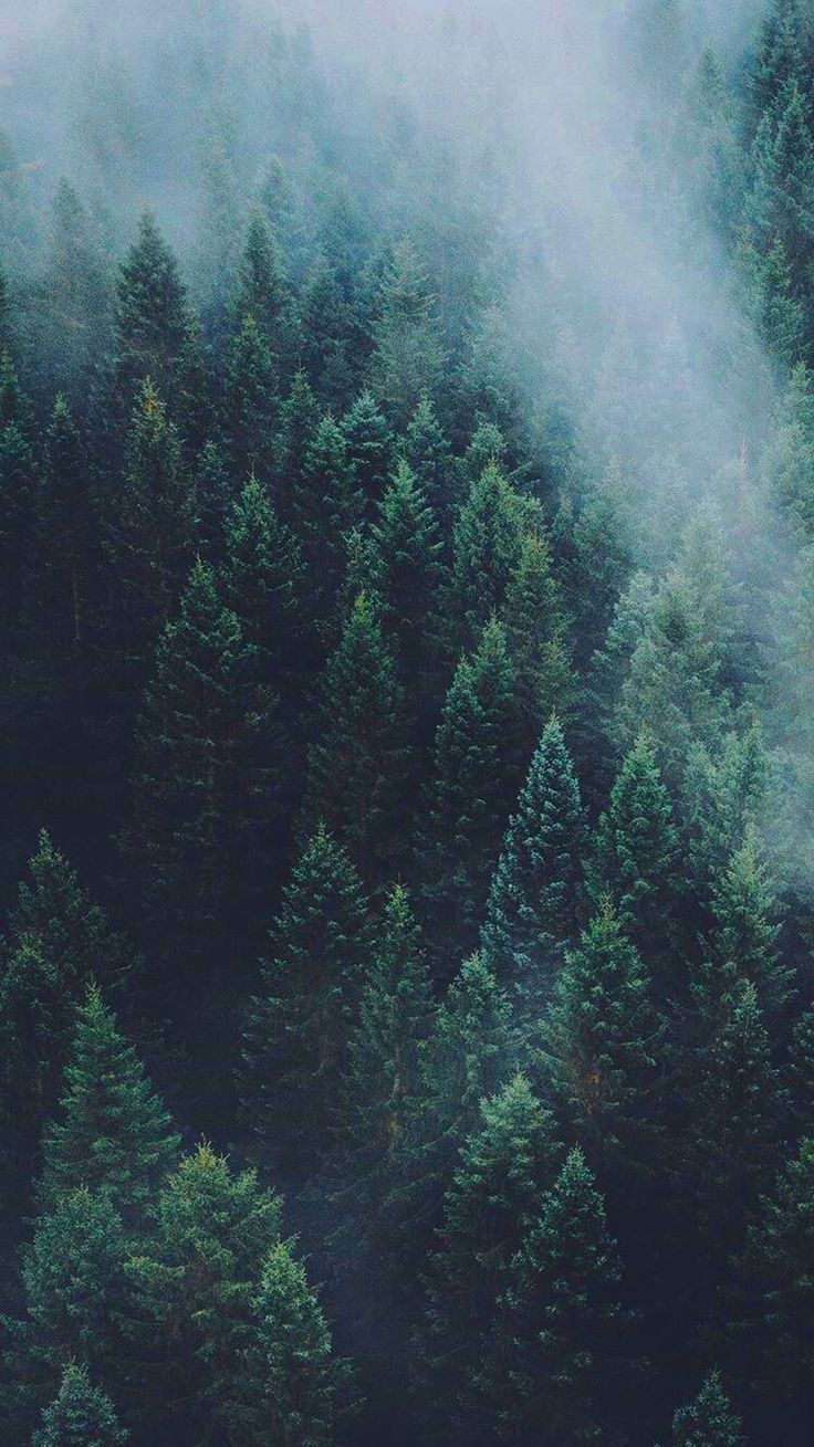 Forest Phone Wallpapers