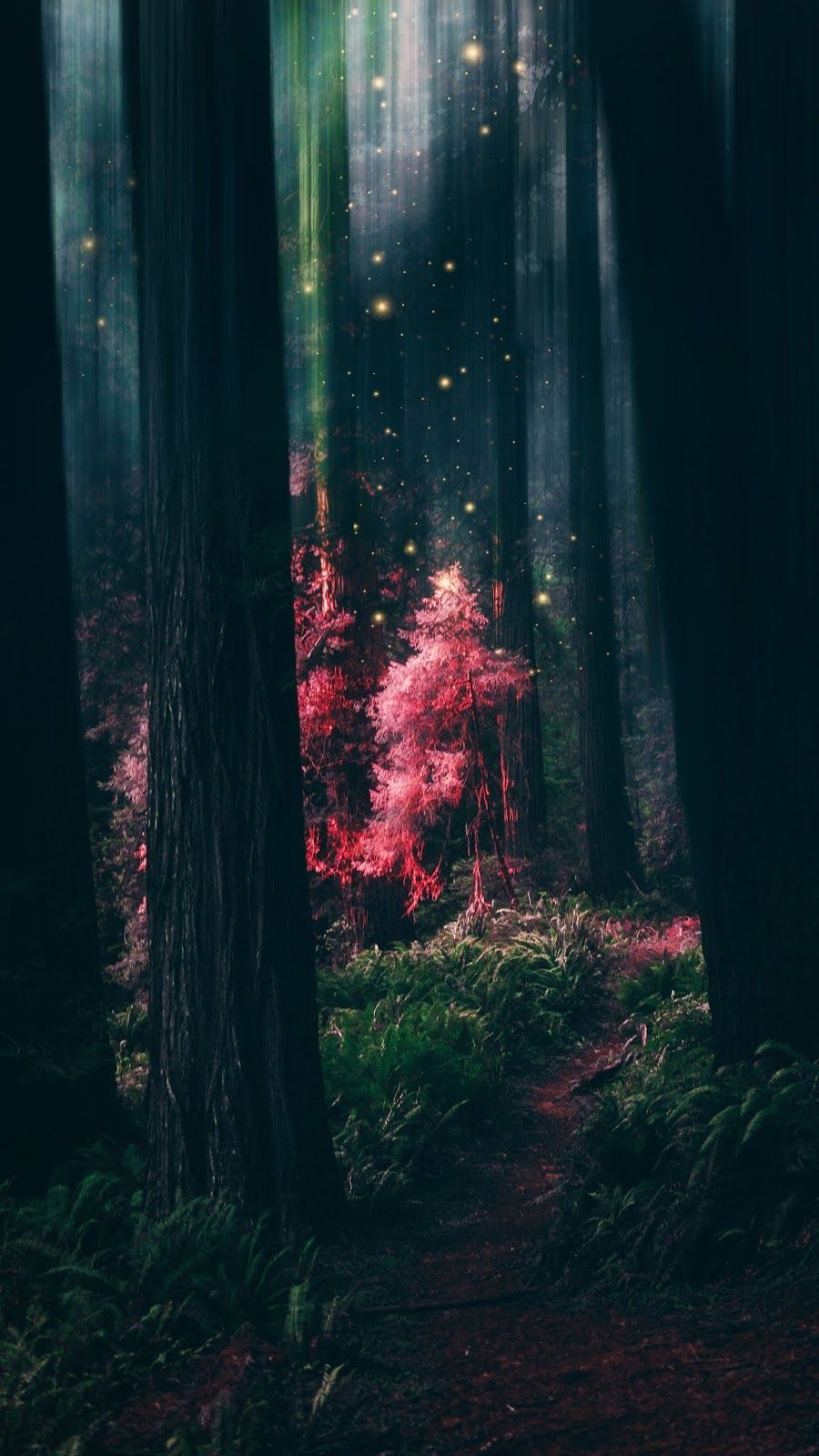 Forest Phone Wallpapers