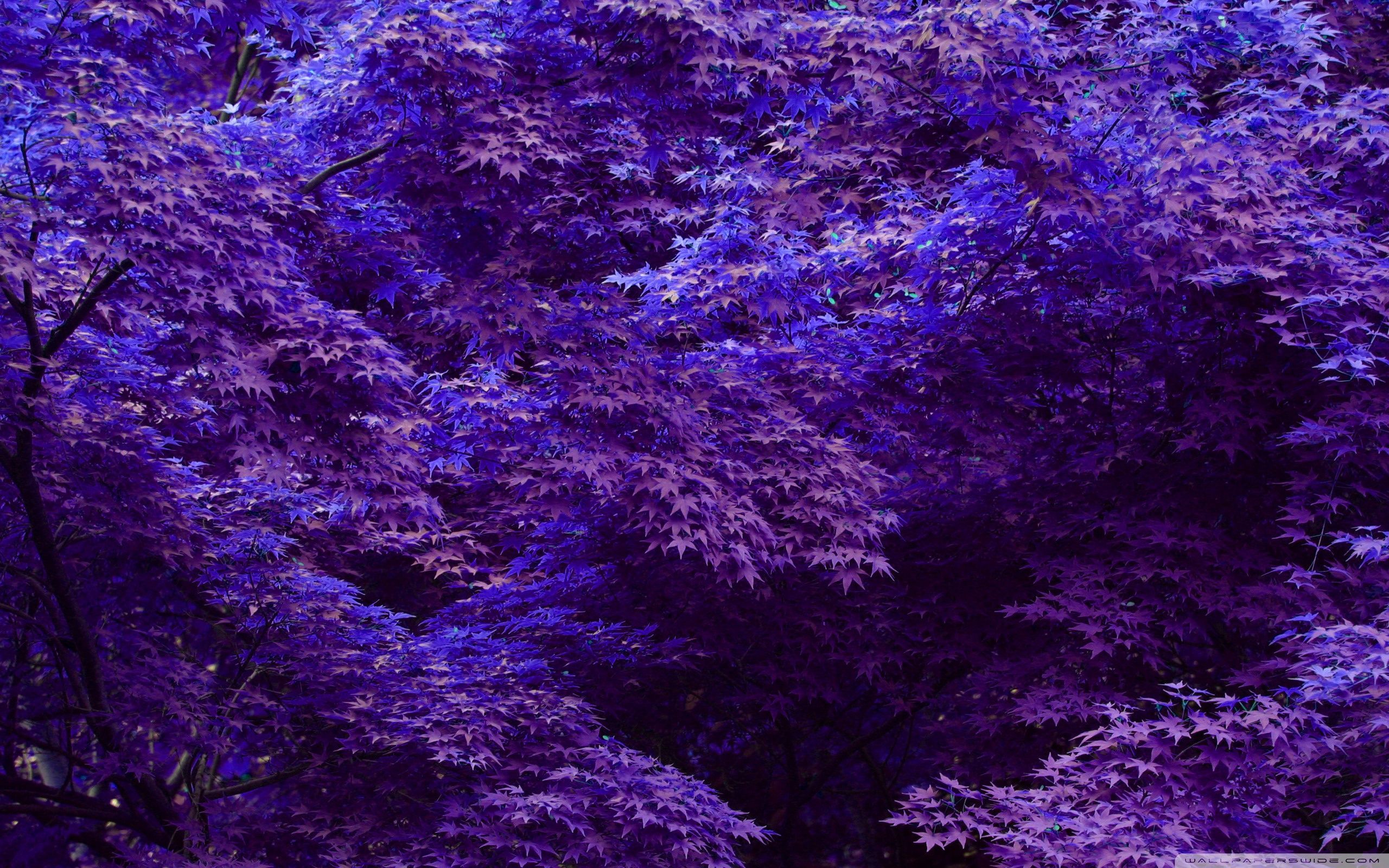 Forest Purple Gradient Wallpapers