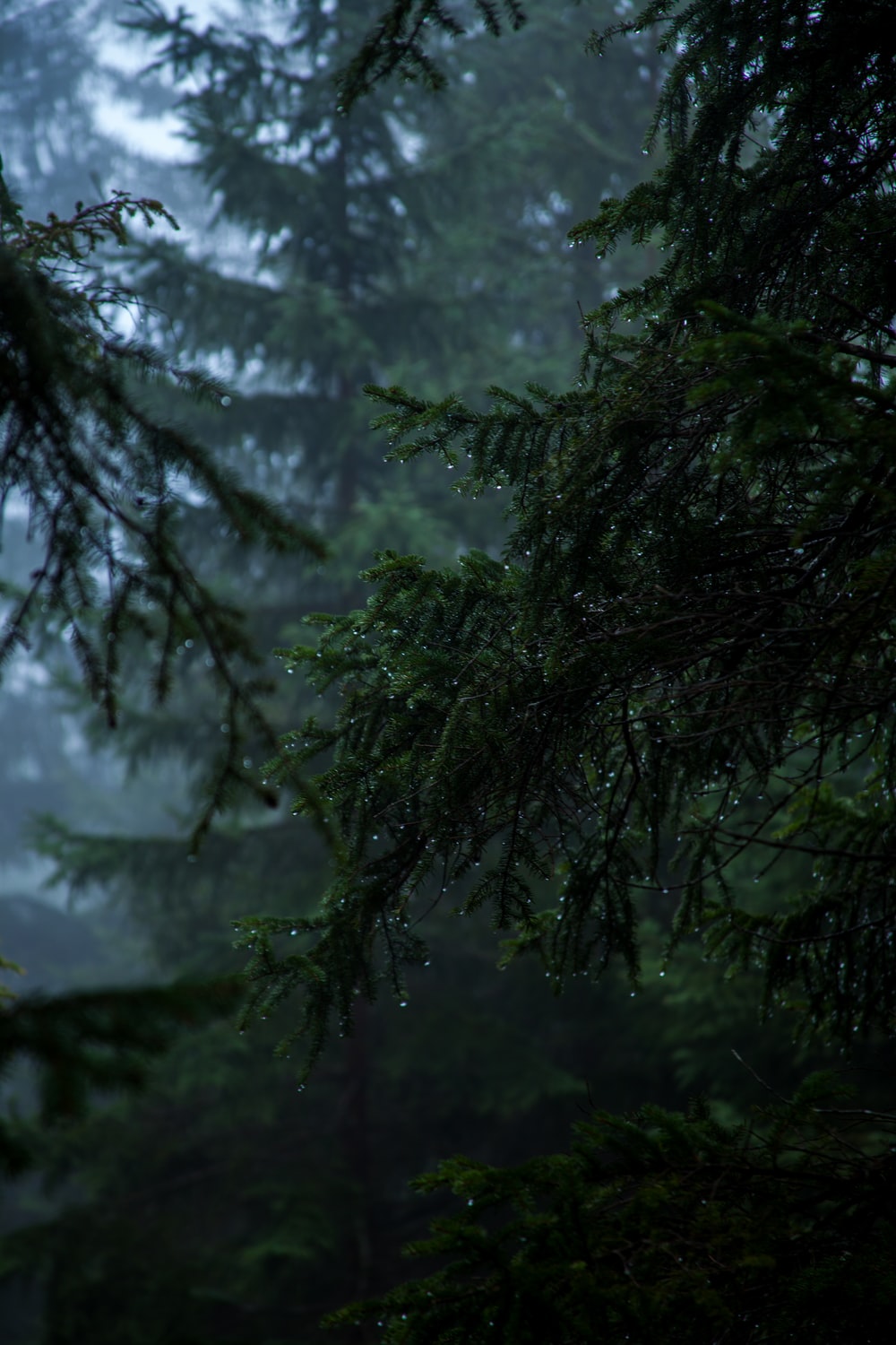 Forest Rain Wallpapers