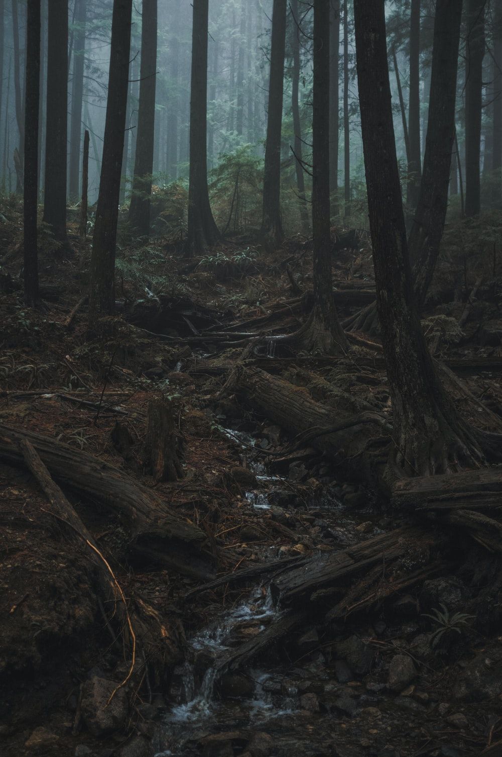 Forest Rain Wallpapers