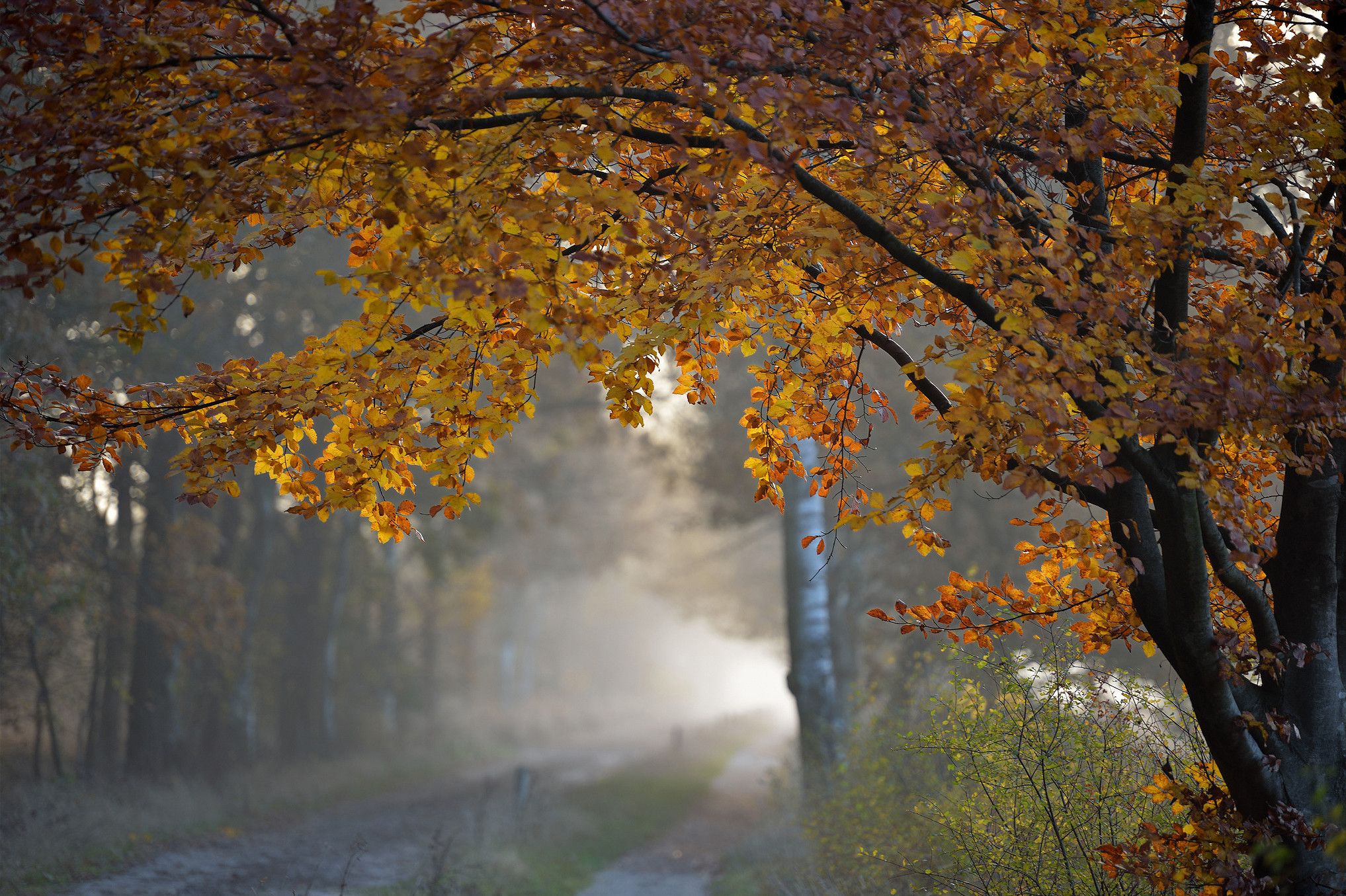 Forest Rain Wallpapers