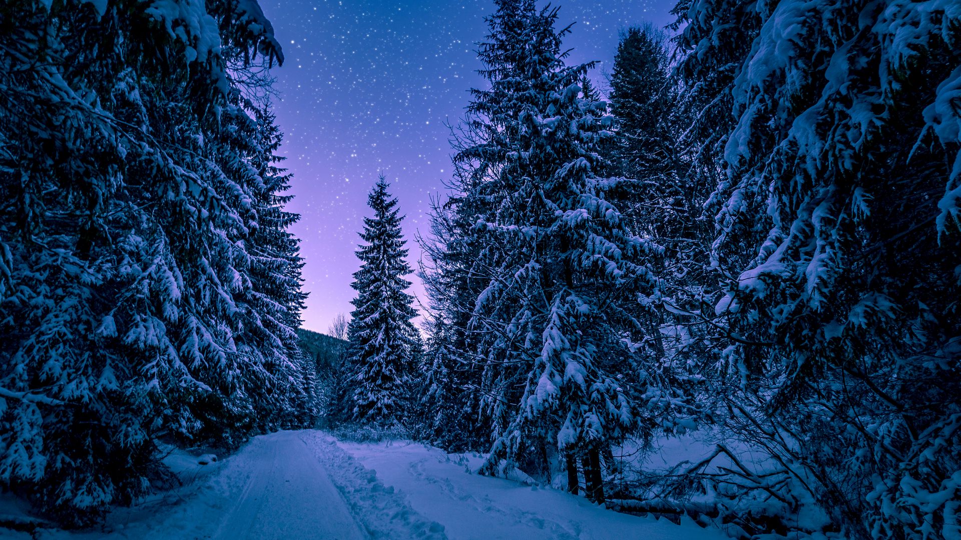 Forest Road In Winter Wallpapers