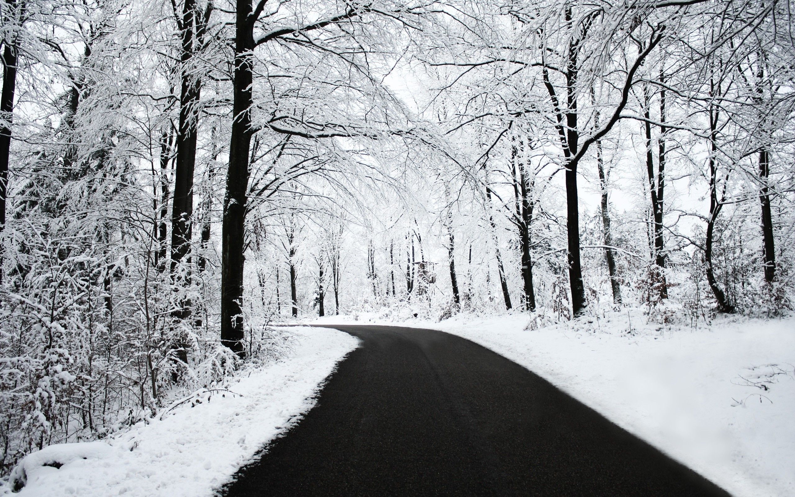 Forest Road In Winter Wallpapers