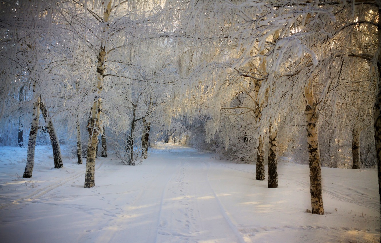 Forest Road In Winter Wallpapers