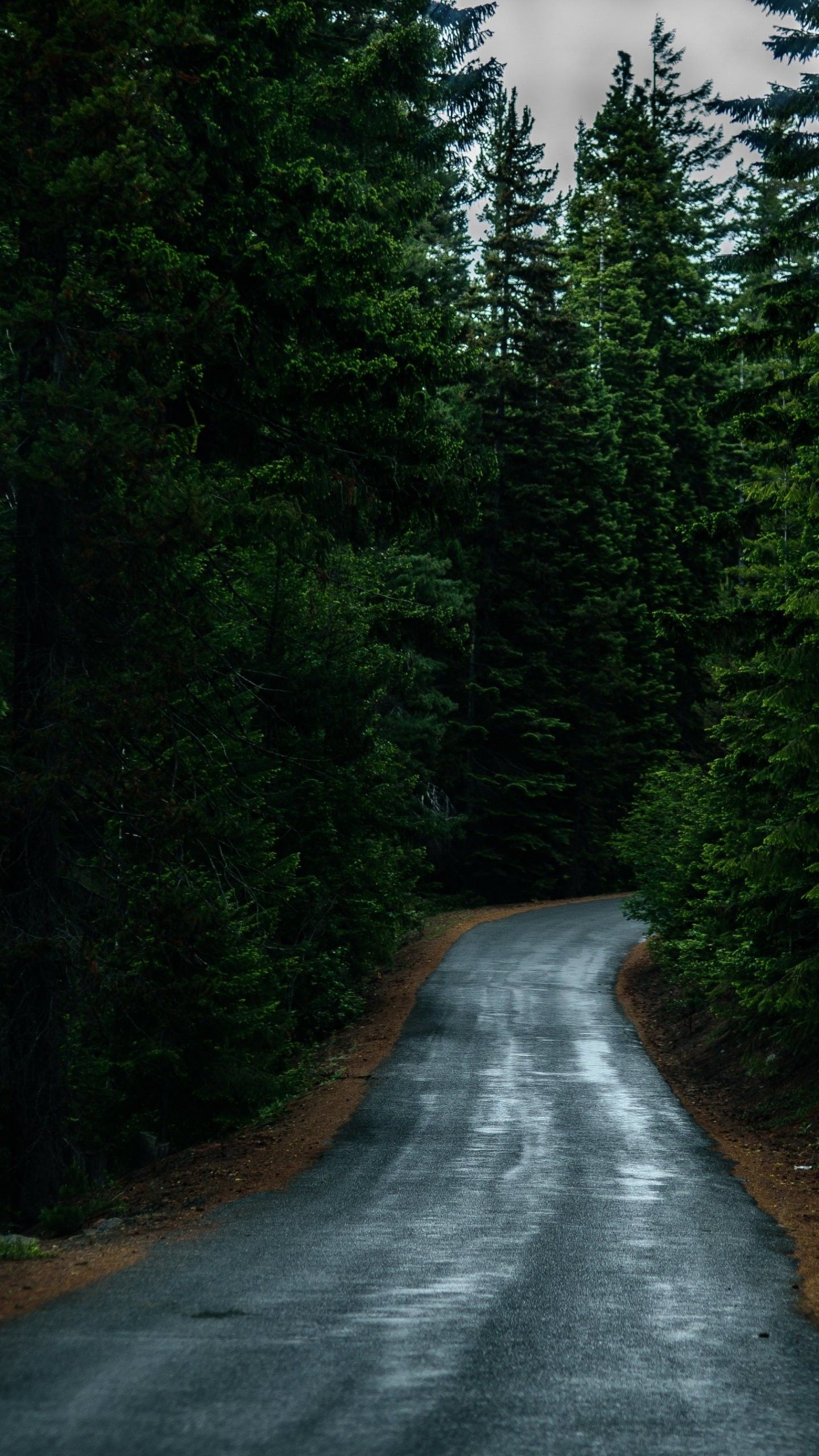 Forest Road Photography Aerial 4K Wallpapers