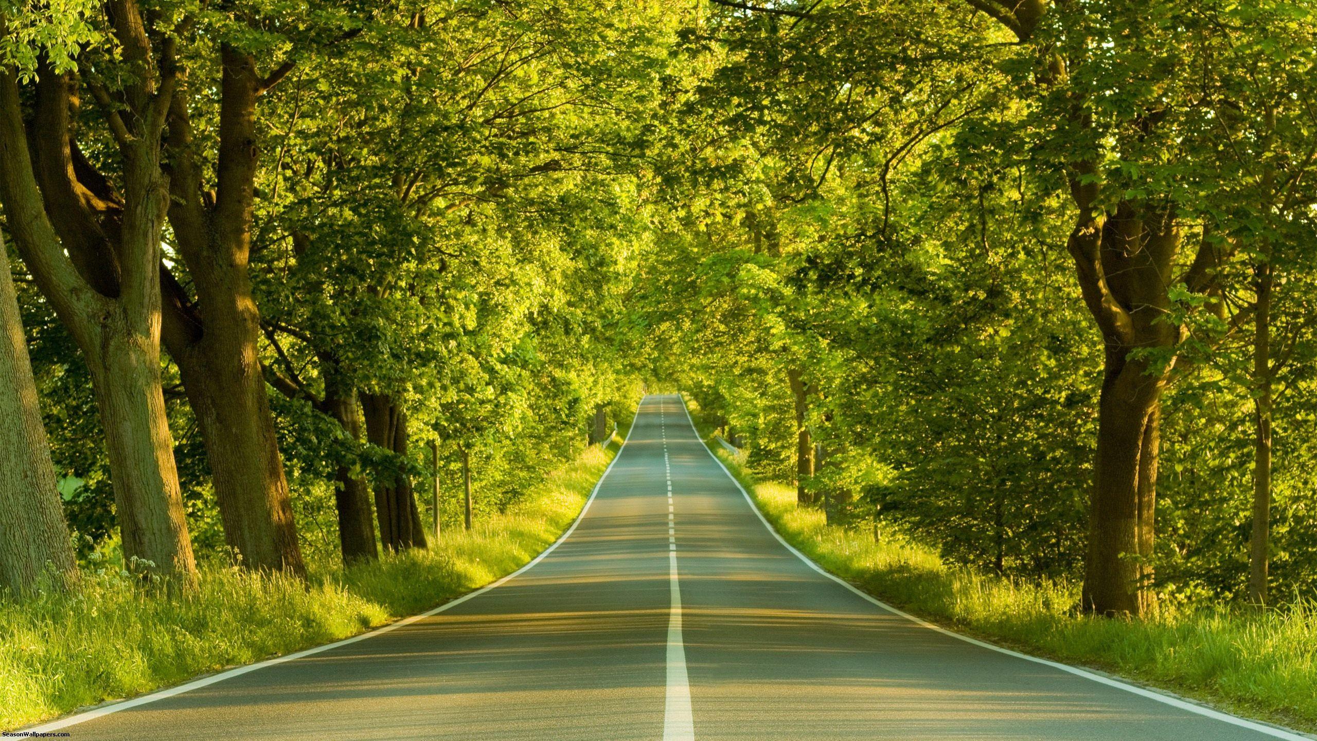 Forest Road Photography Aerial 4K Wallpapers